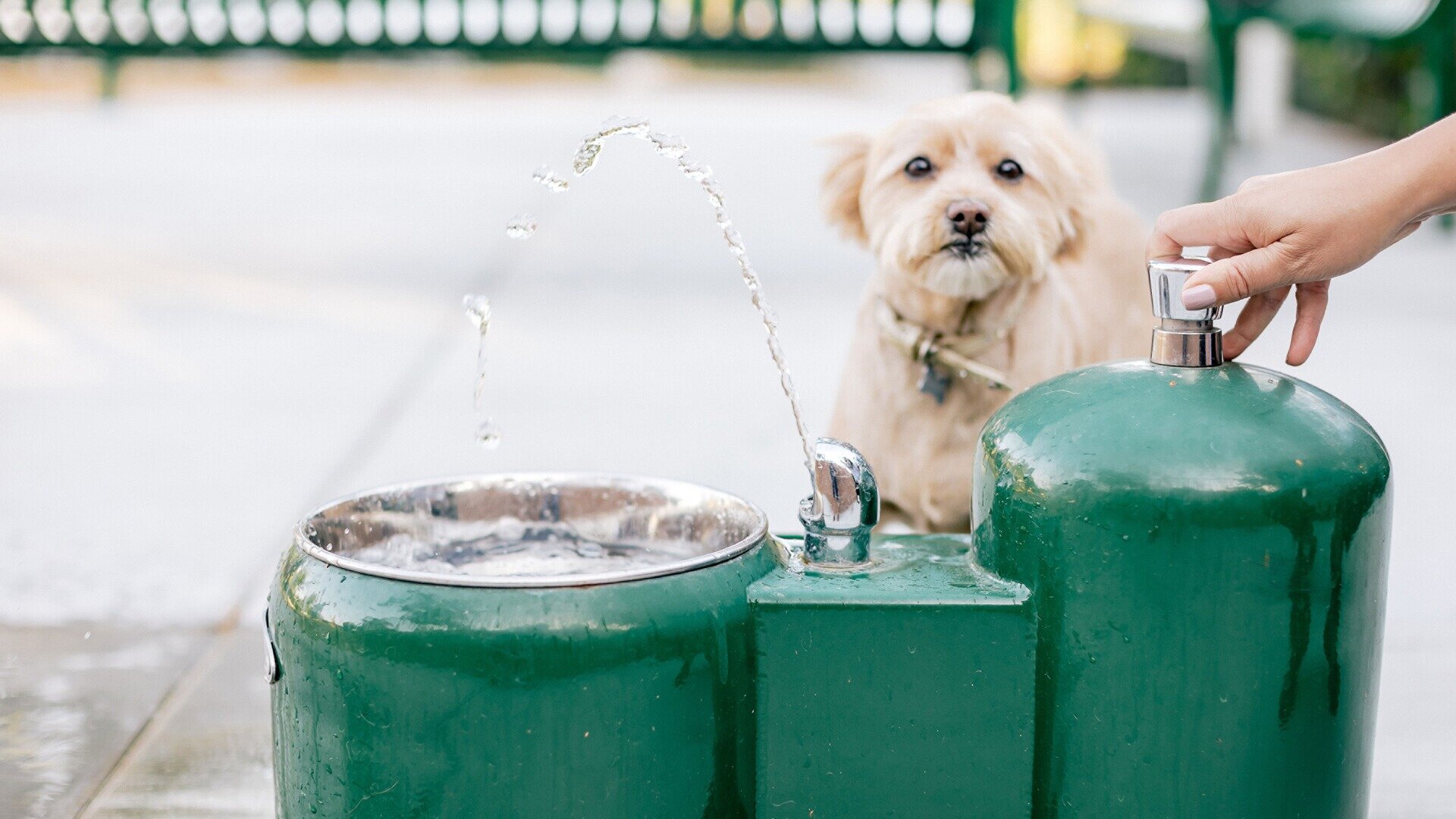 Фото Four Seasons Residence Club Aviara, North San Diego