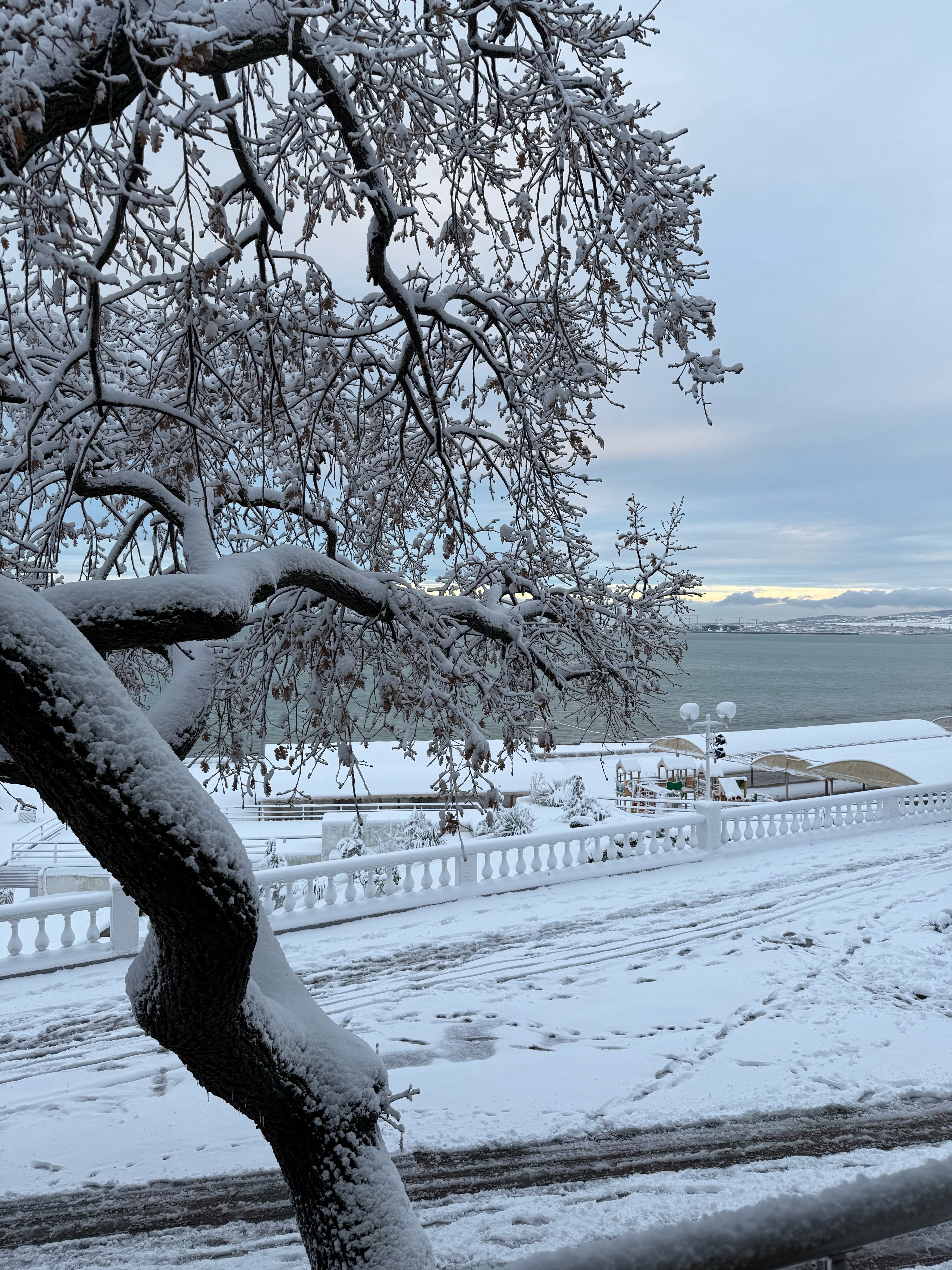 Фото Рони Шелтер