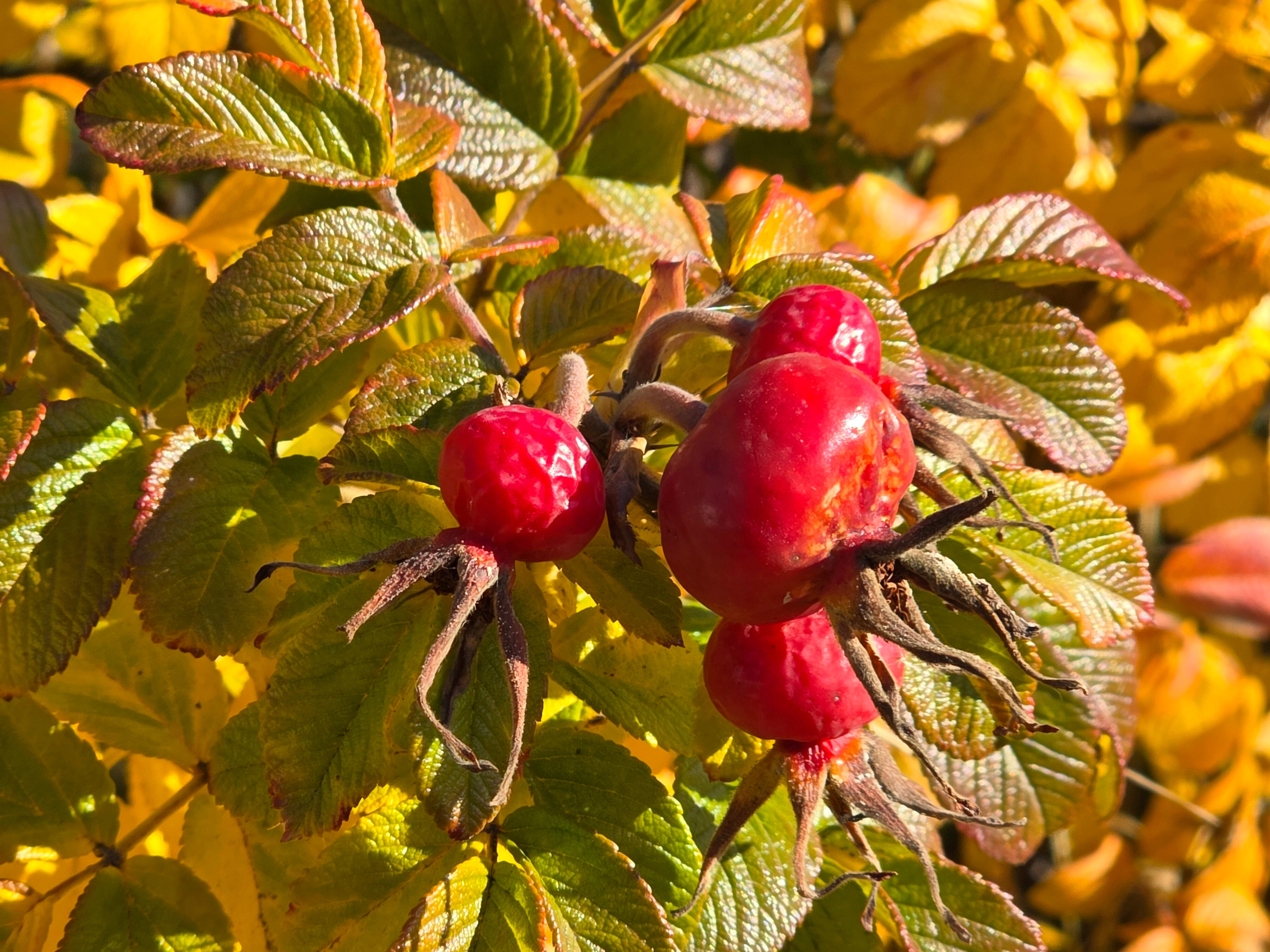 Фото Центр Маунтинбайка