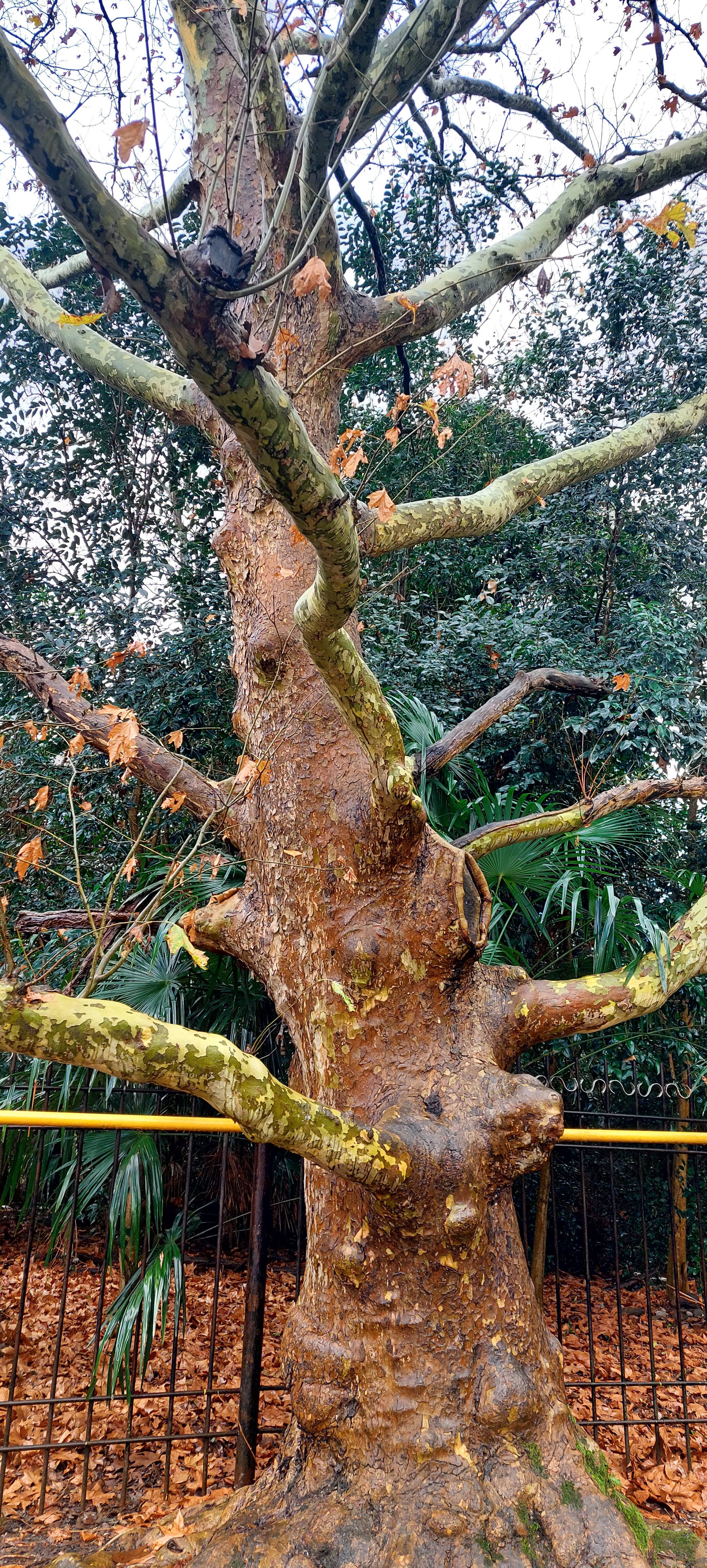 Фото Гарден Хоста