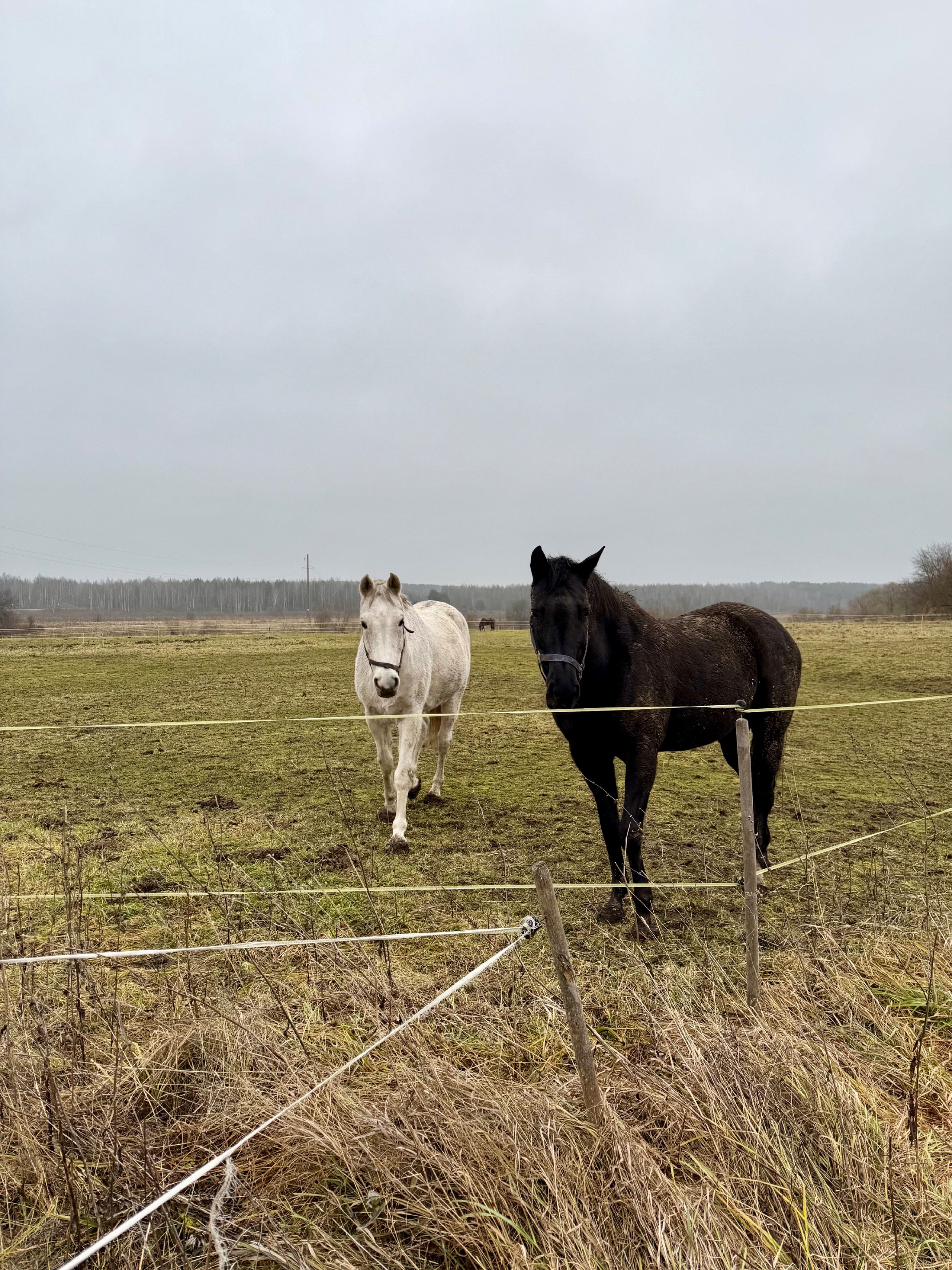 Фото Парус