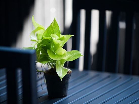 Фото Noni Tree Hostel