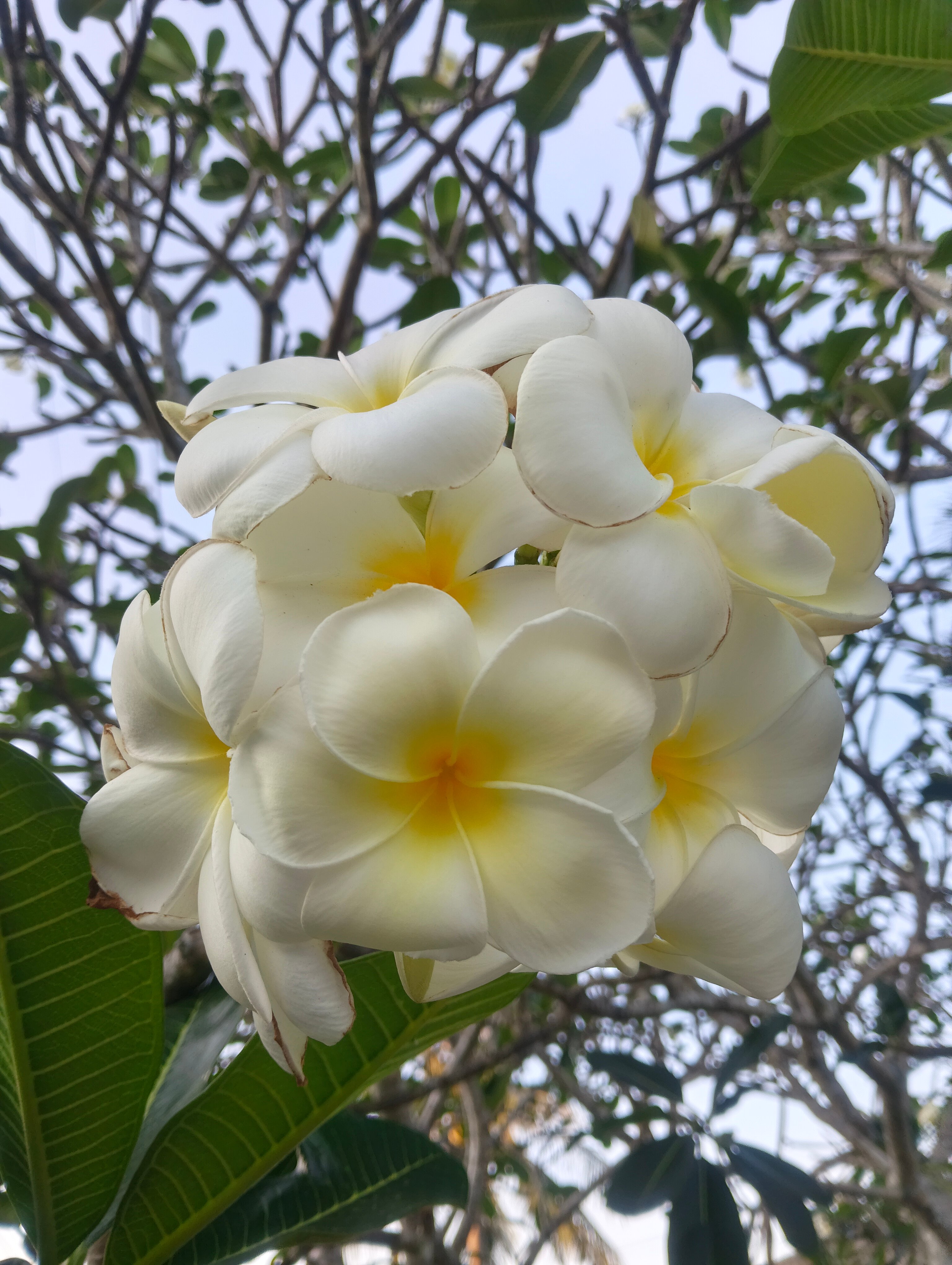 Фото Hill Myna Condotel