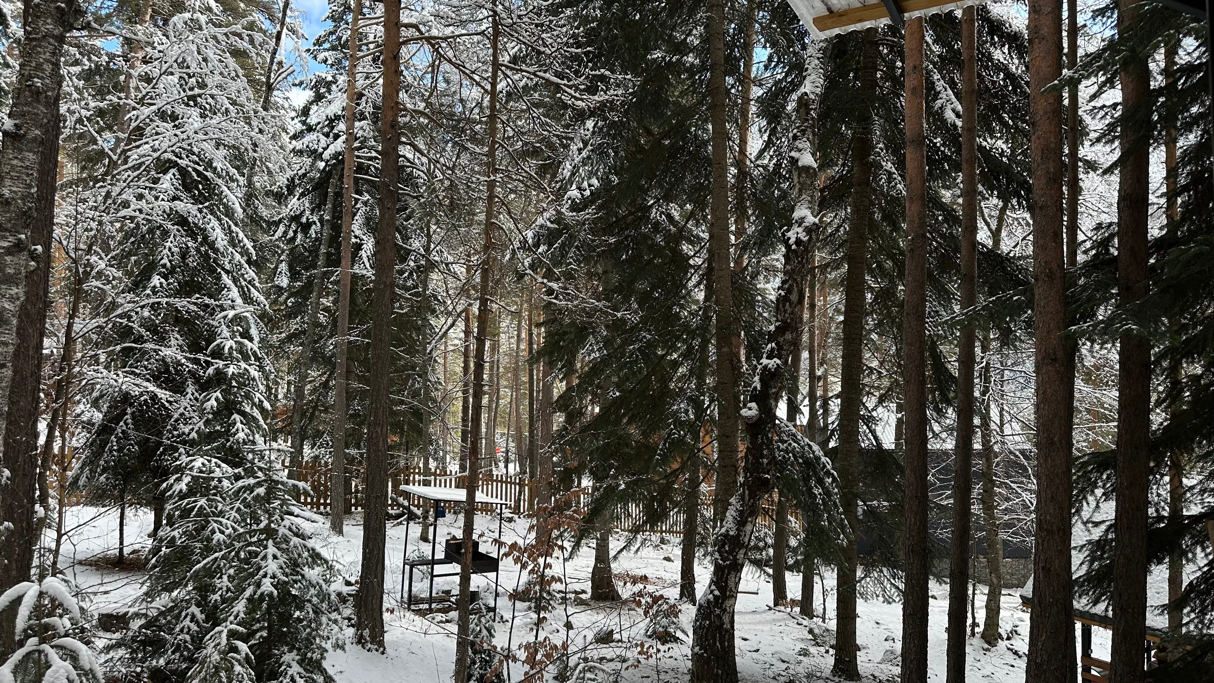 Фото Дух леса