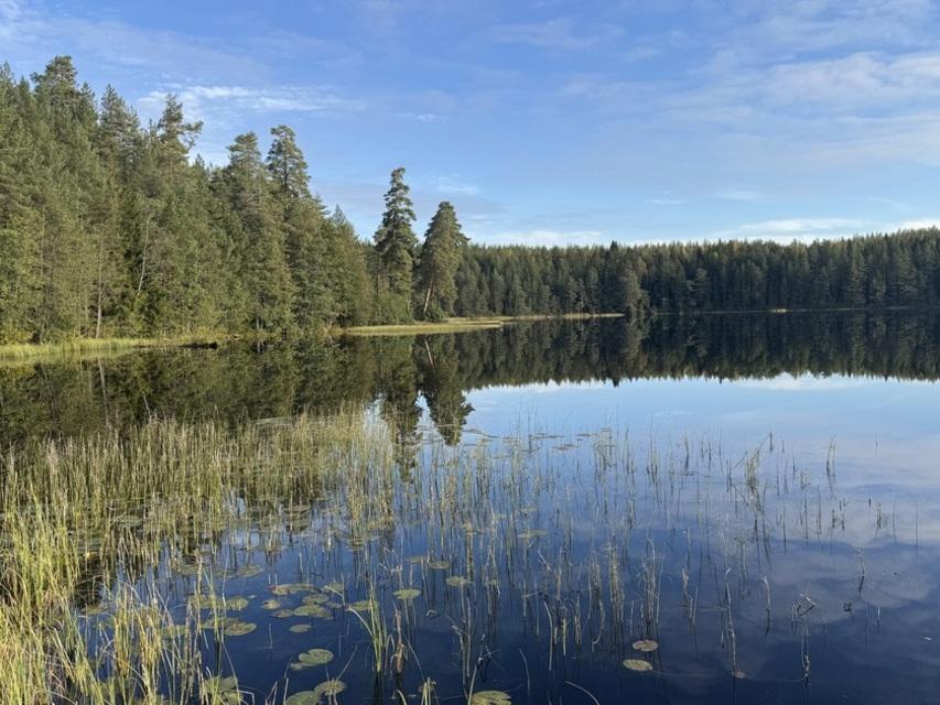 Фото Тулокса