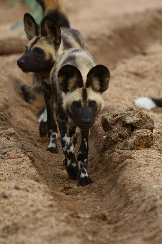 Внешний вид отеля Imbali Safari Lodge в Бушбакридже, фото 5