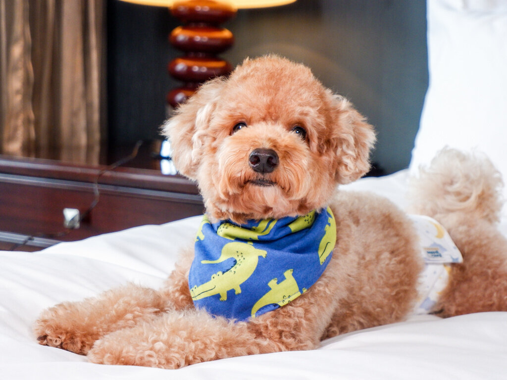 Фото Joy Nostalg Hotel & Suites Manila Managed by AccorHotels