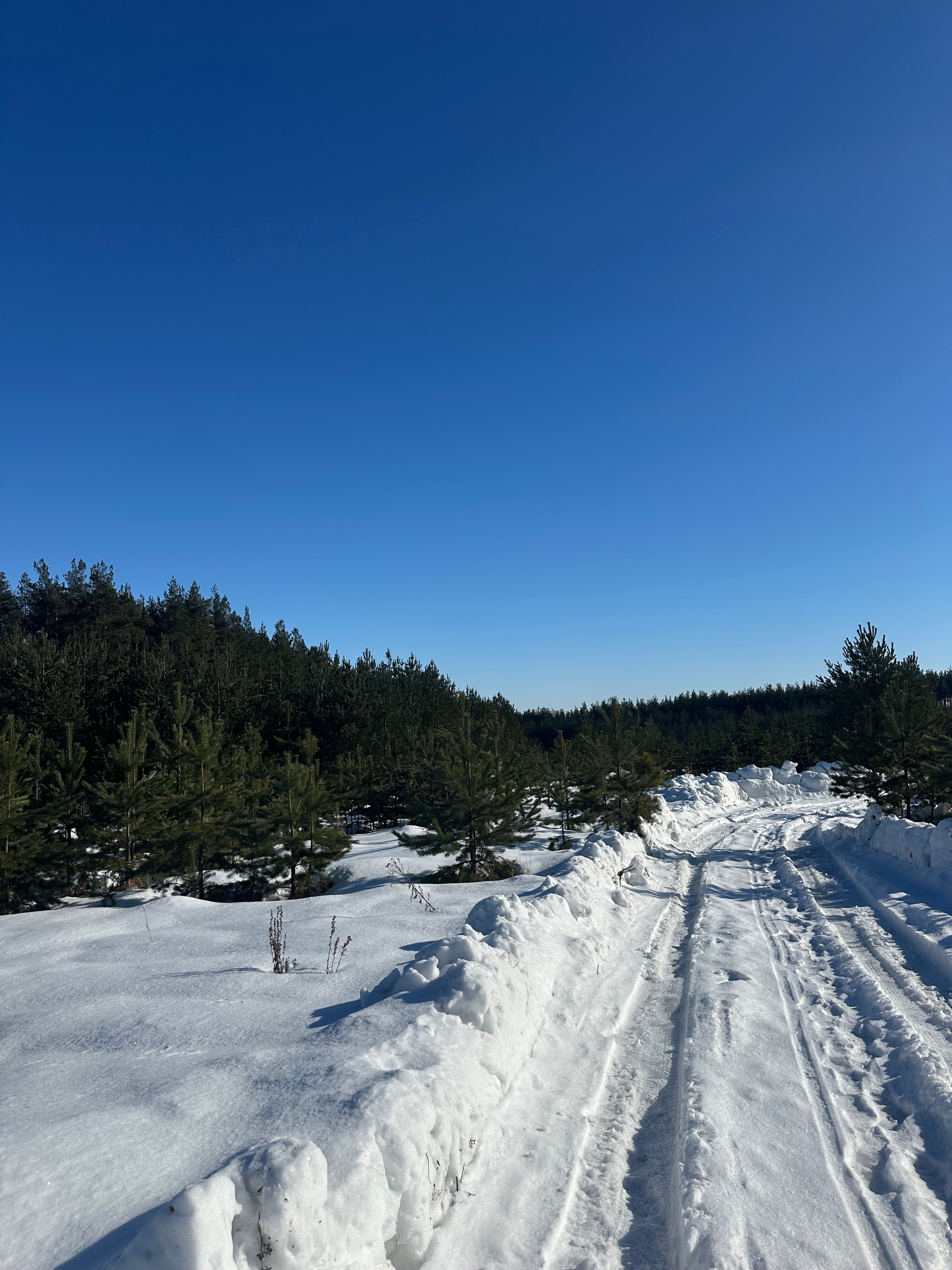 Фото Forest chan