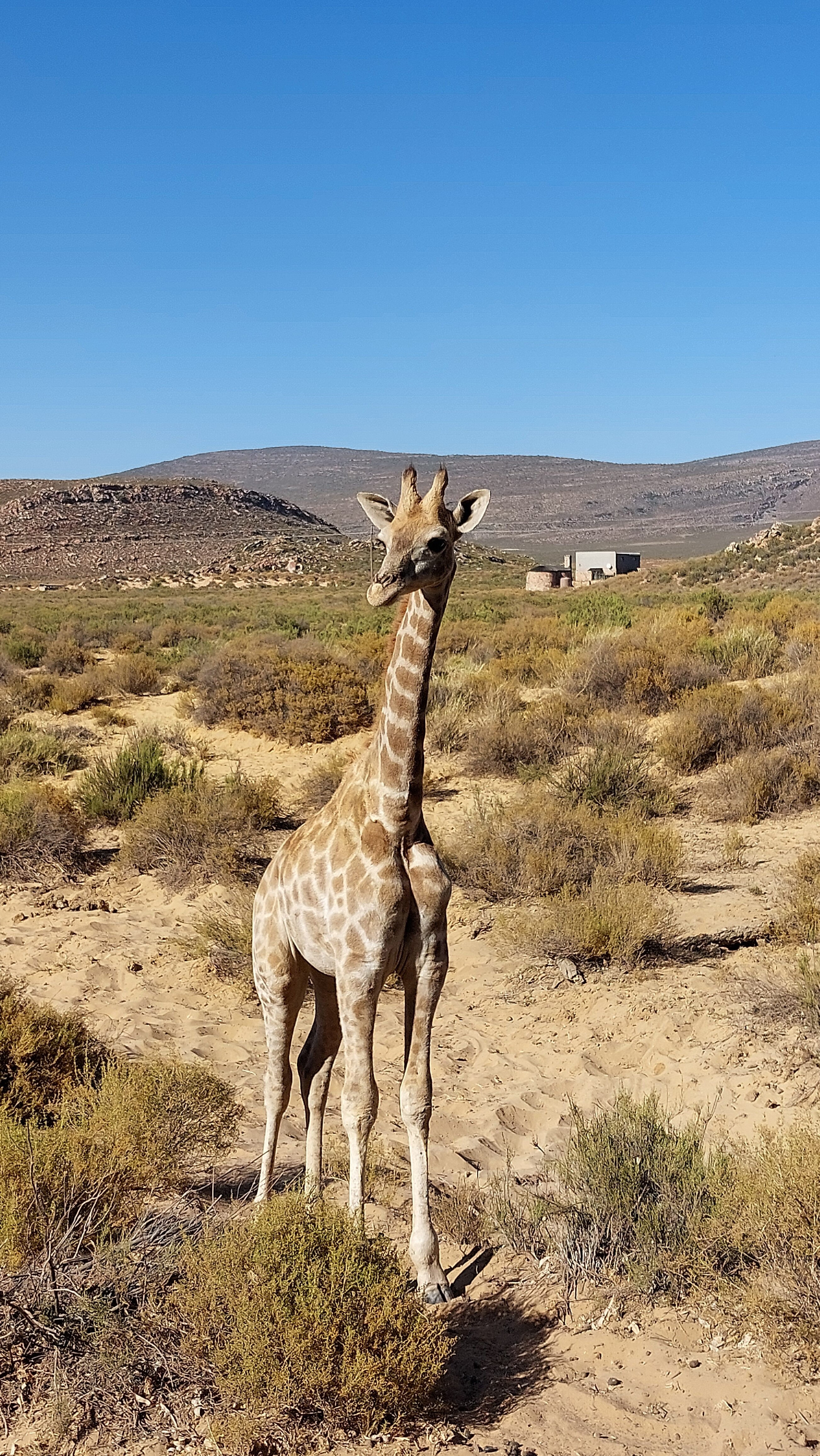 Фото Aquila Private Game Reserve & SPA