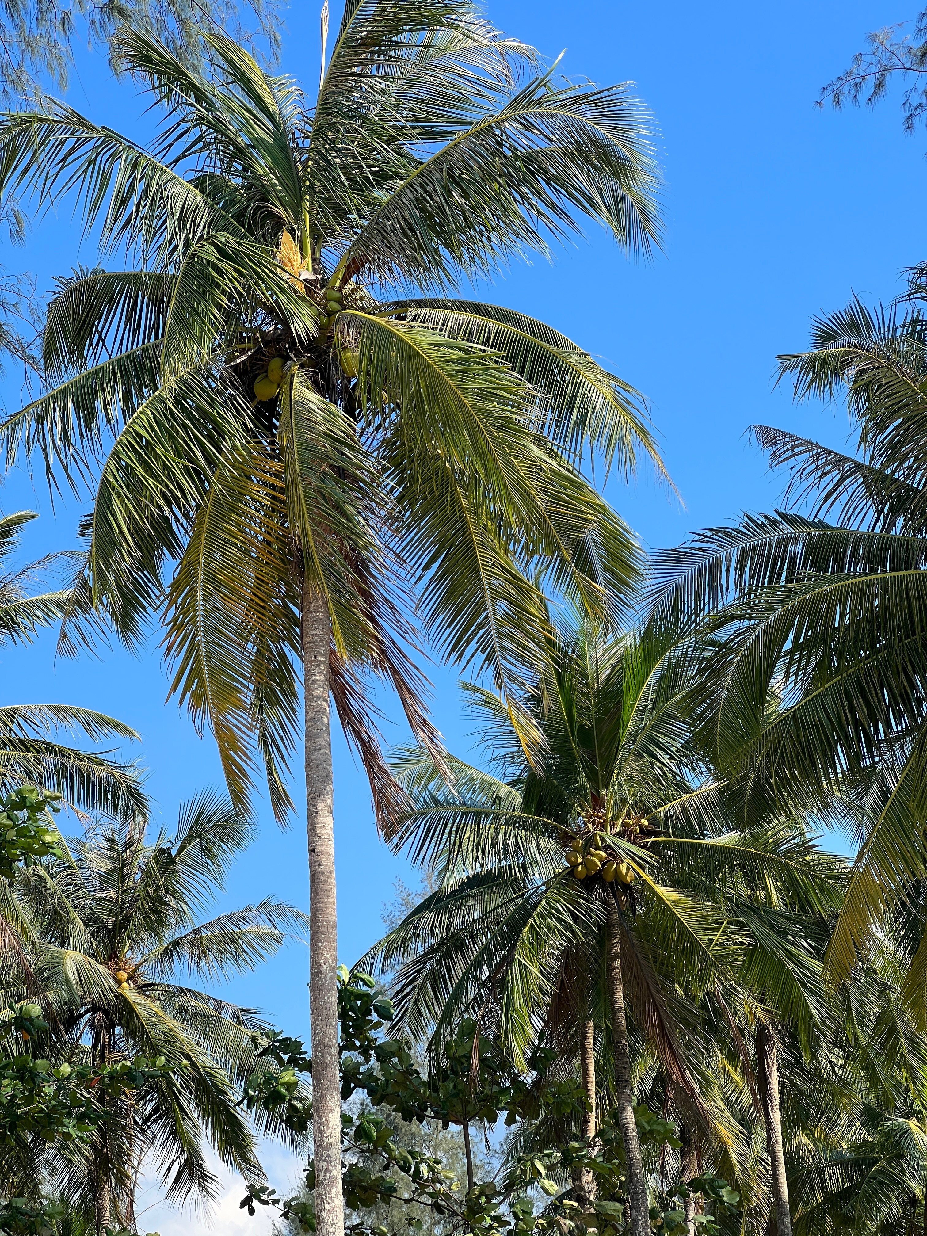 Фото Khao Lak Marriott Beach Resort & SPA