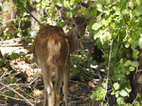 Фото The Menjangan Lifestyle Retreats