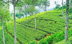 Гостиница The Tea Garden