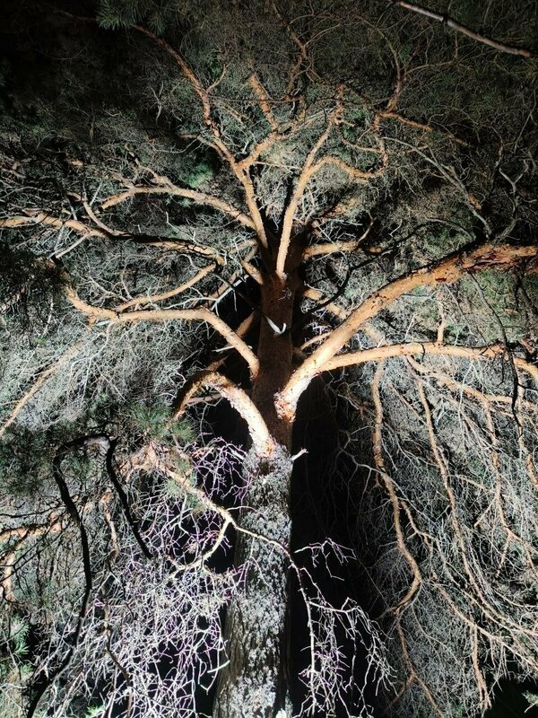 Лесное созвездие — фото 17
