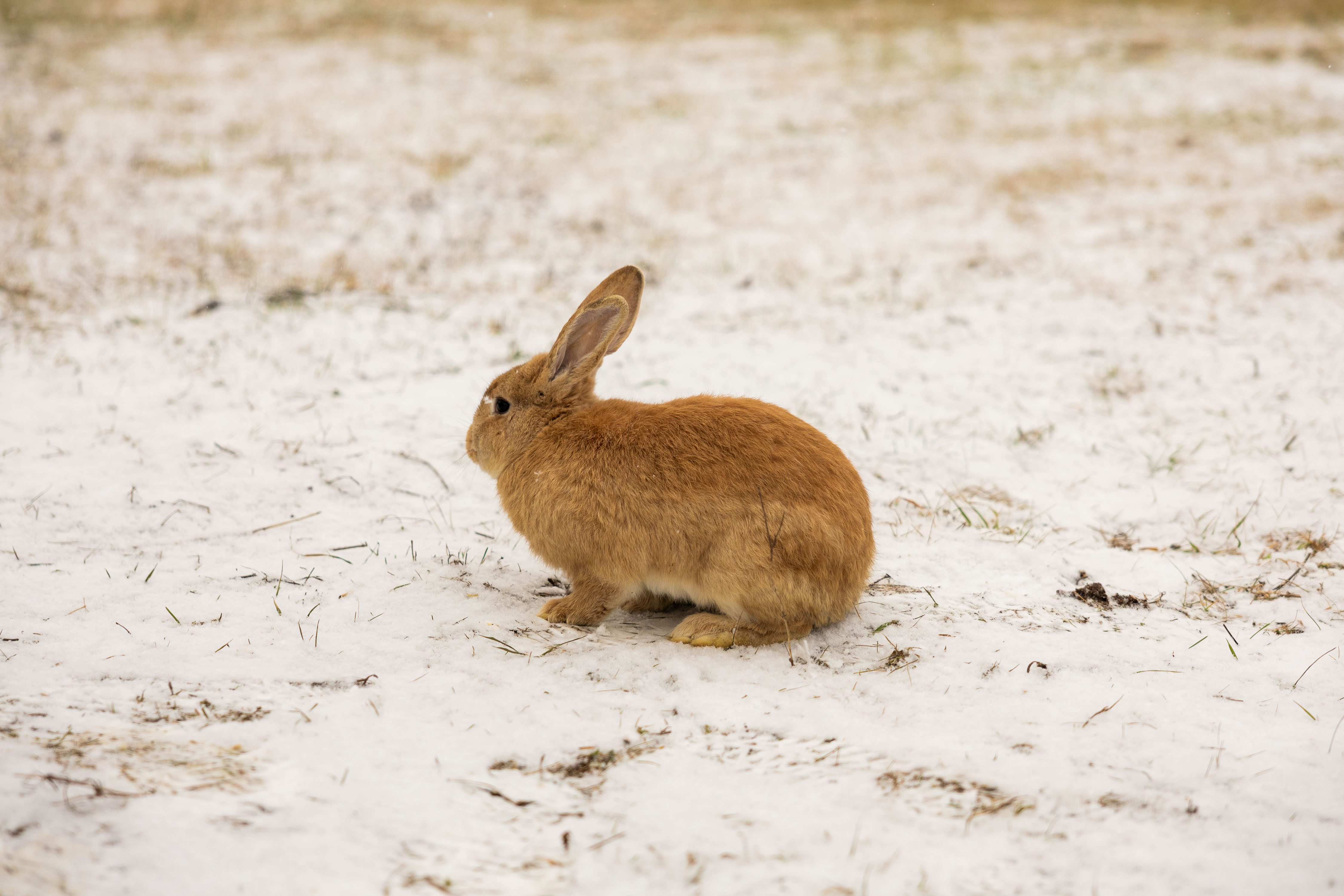Фото Липовый цвет