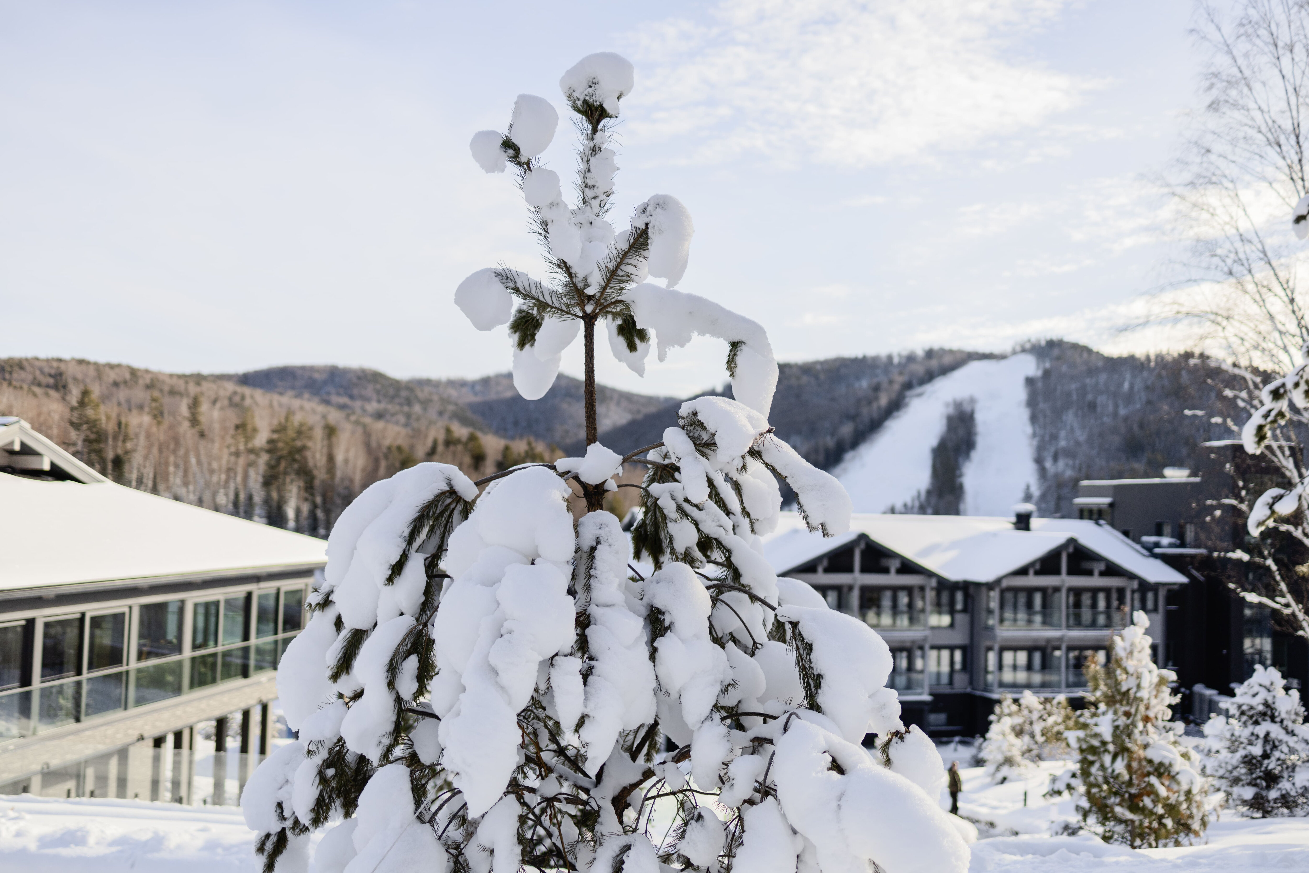 Фото Алтай Рестарт