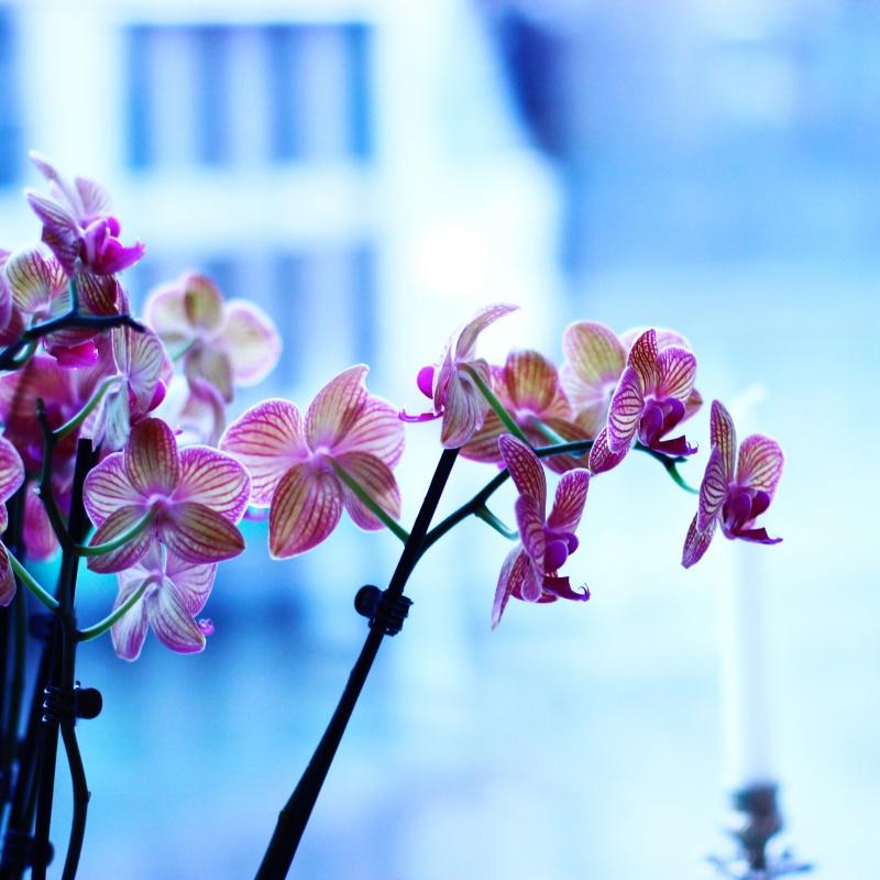 Фото Чеховъ