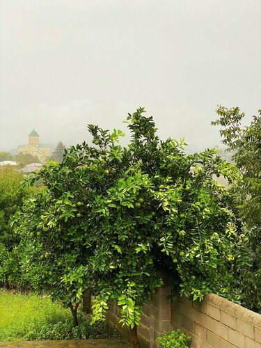 Гостиница Hotel Orange Kutaisi в Кутаиси