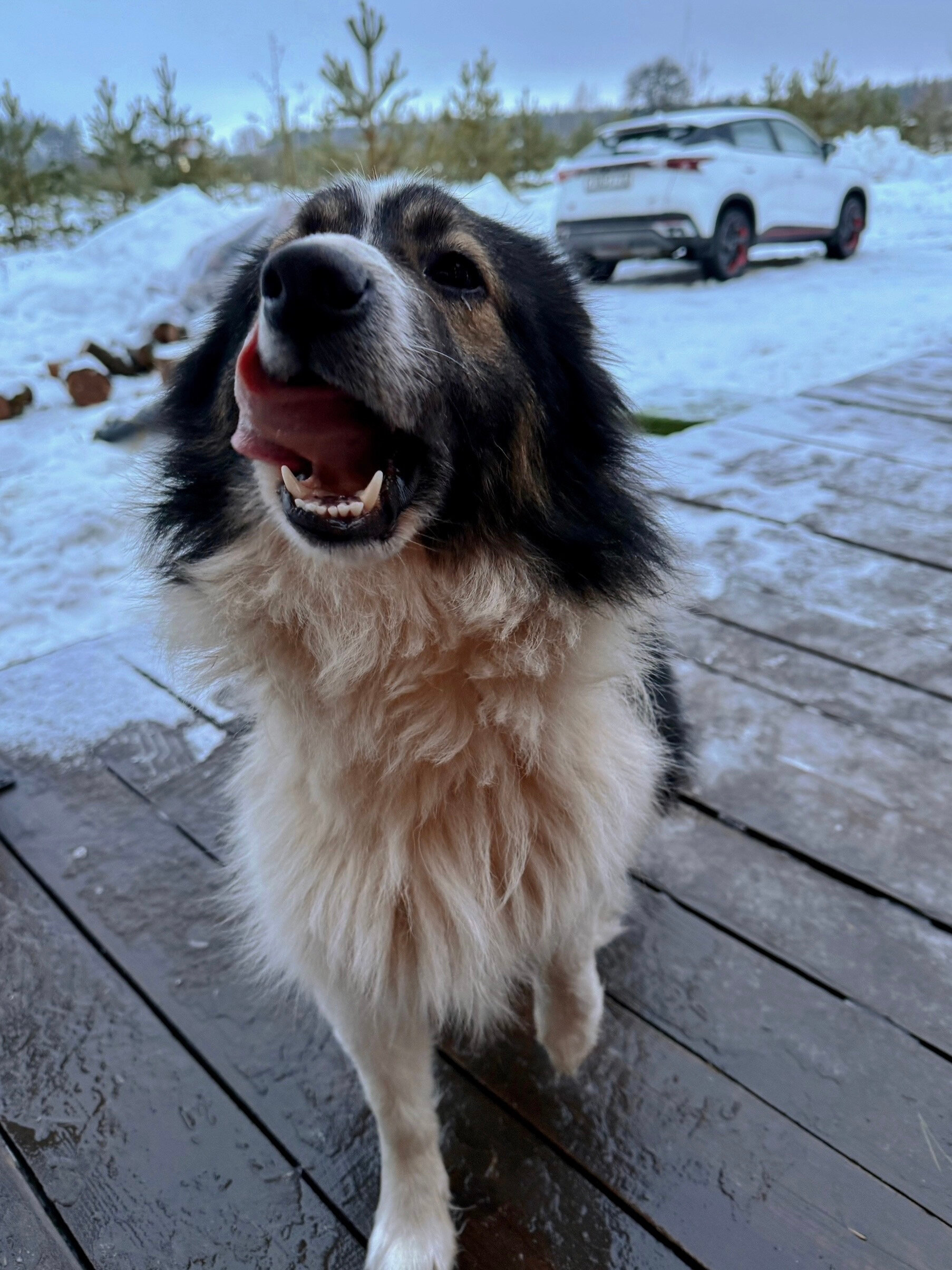 Фото Forest chan