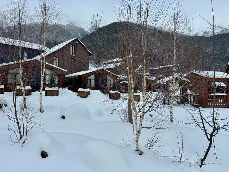 Дикая груша — фото 20