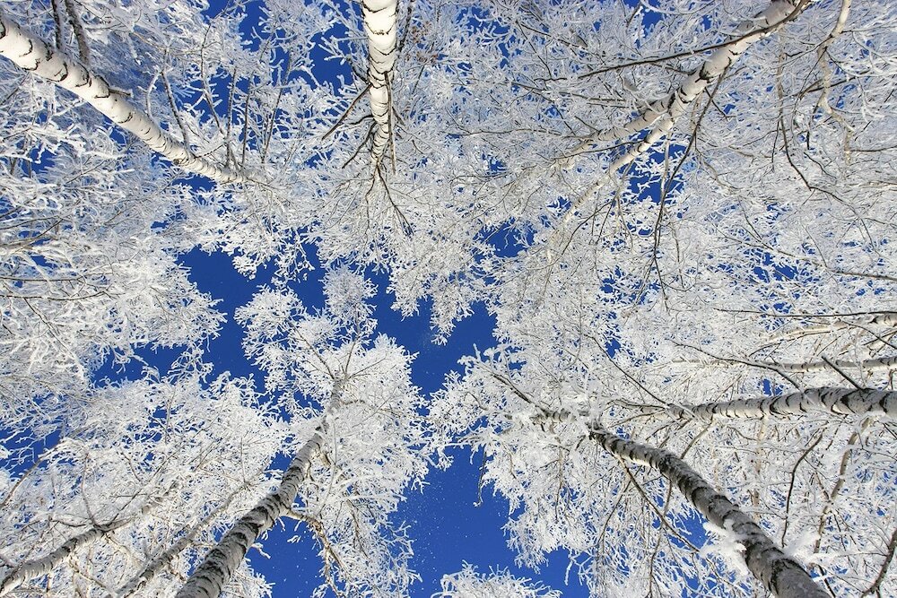 Фото Wedgewood Resort