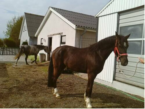 Гостиница Svalegaarden Bed & Breakfast в Южной Дании