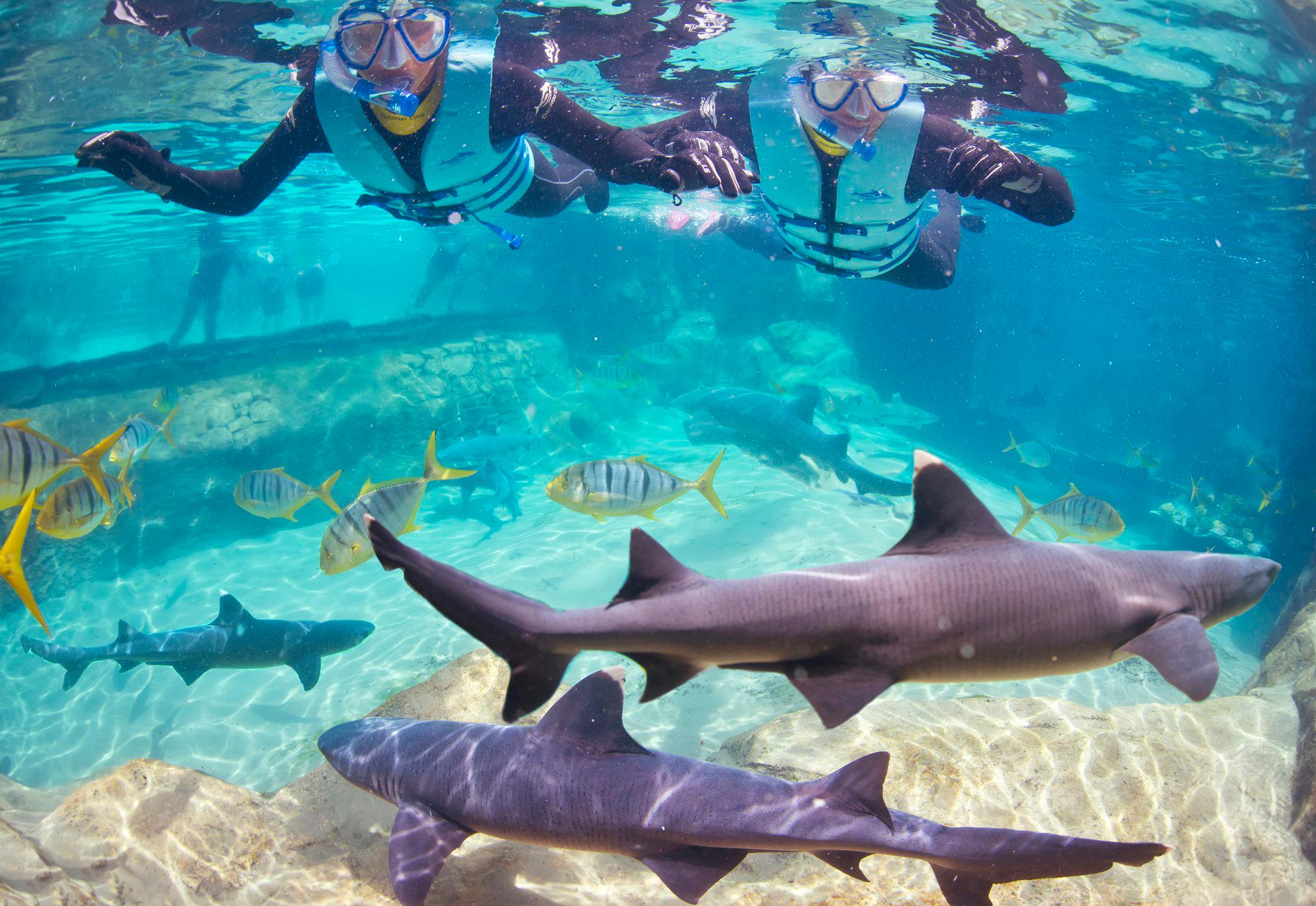 Фото Staybridge Suites Orlando at SeaWorld, an Ihg Hotel