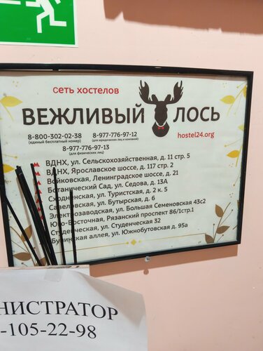 Вежливый лось — фото 4