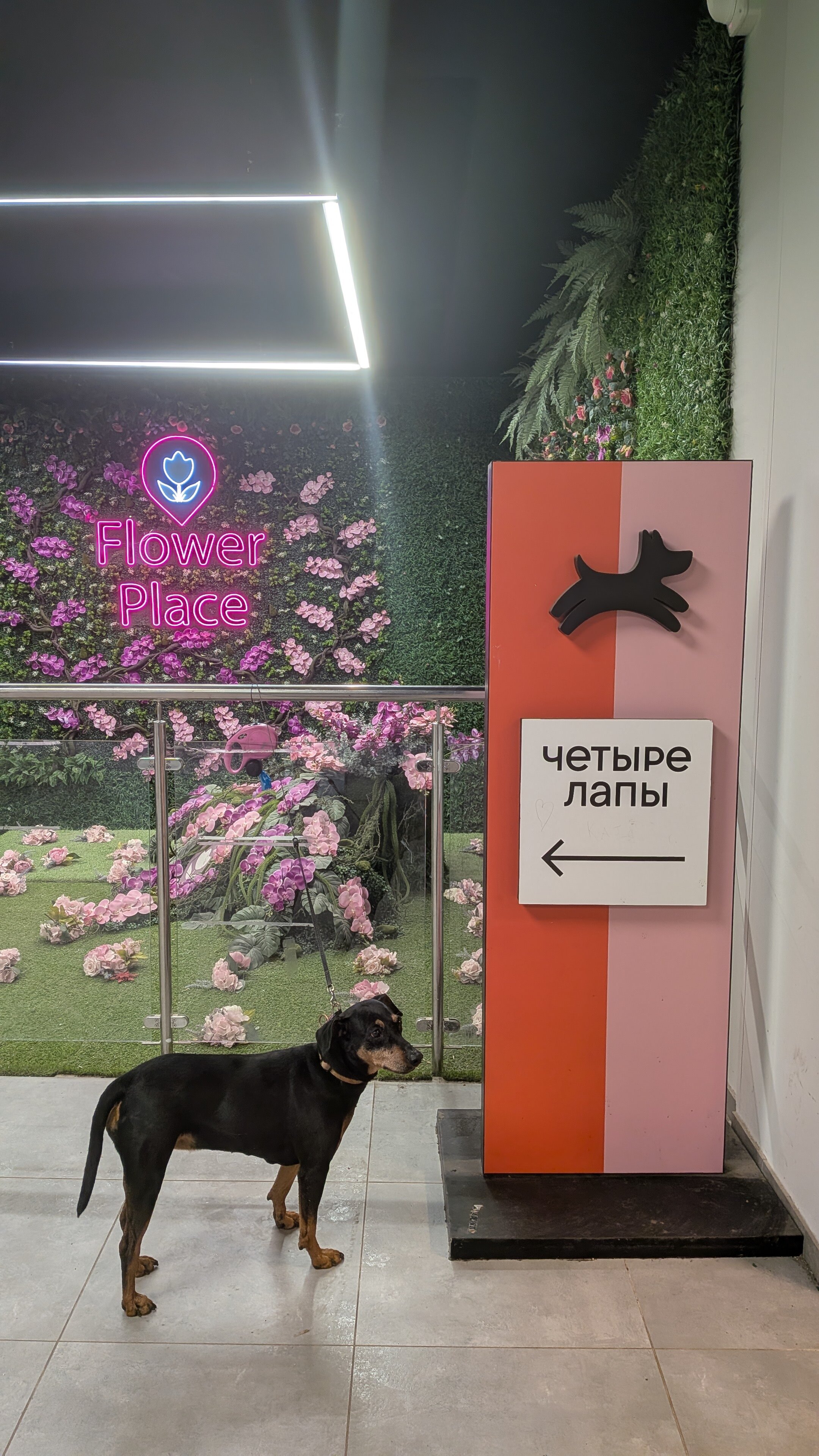 Четыре Лапы - фото 6