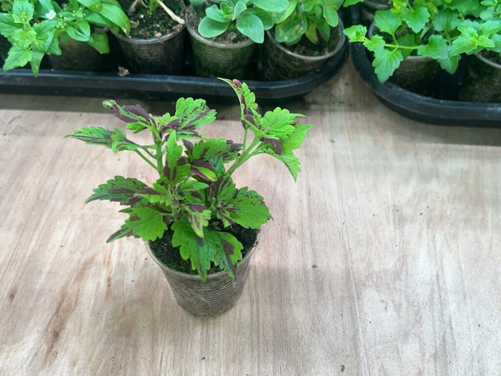 Garden center Дом Рассады, Moscow, photo