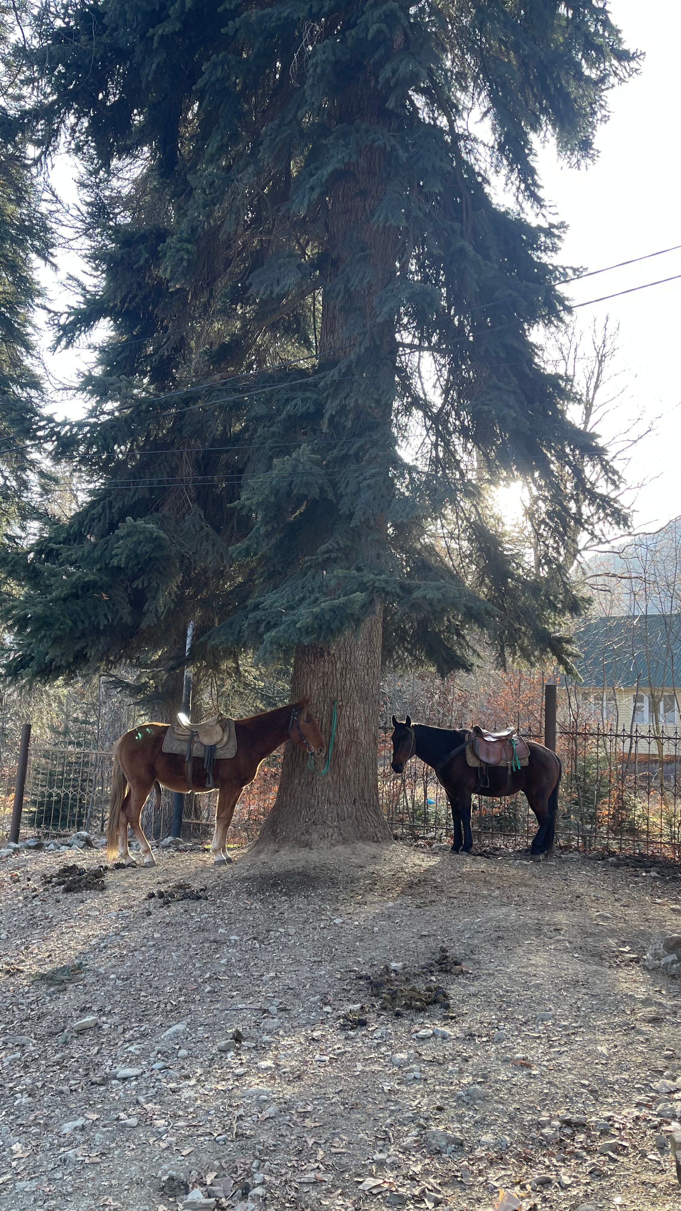 Фото Алибаба