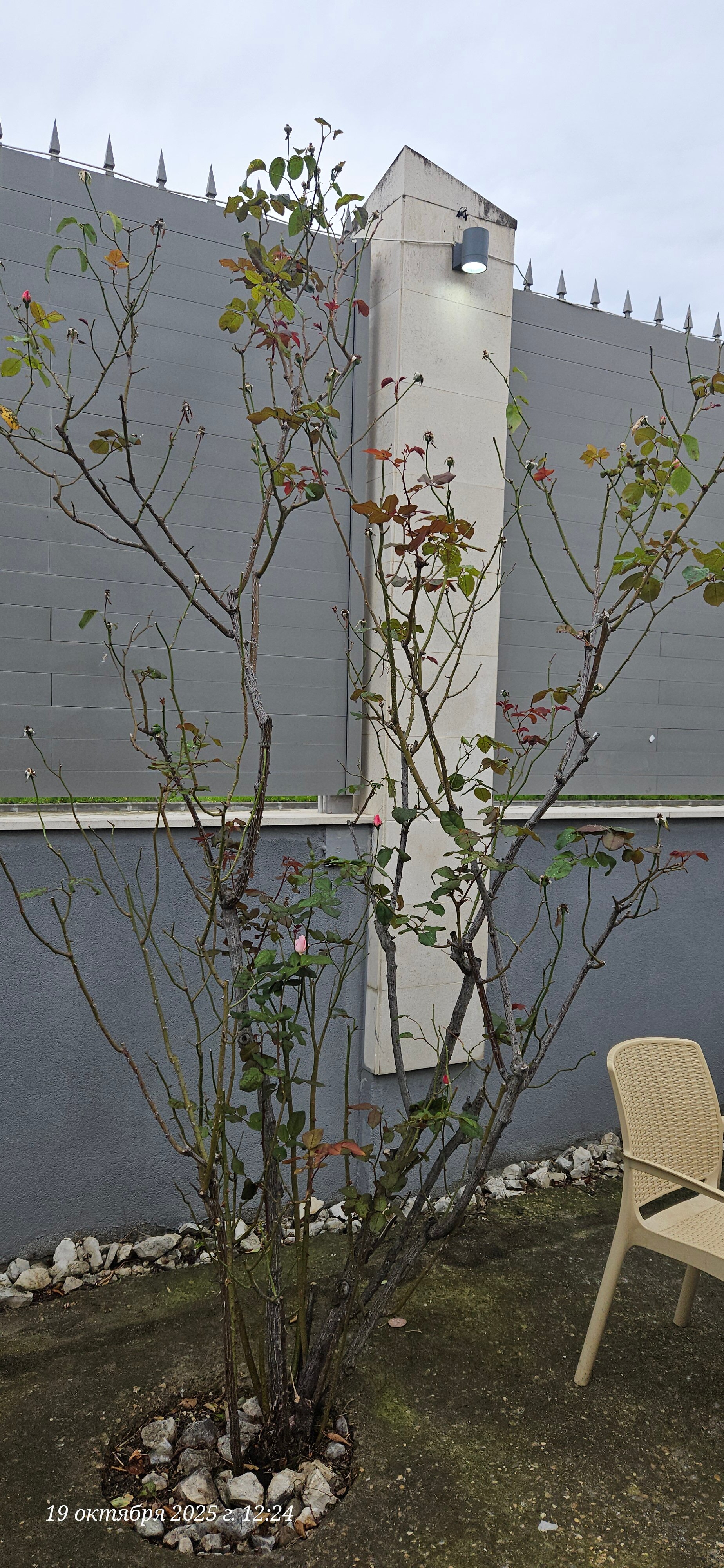 Фото Чародейка