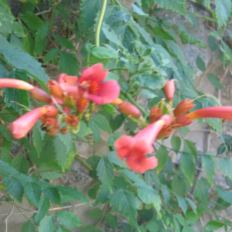 Фото Пансионат Крымские Дачи