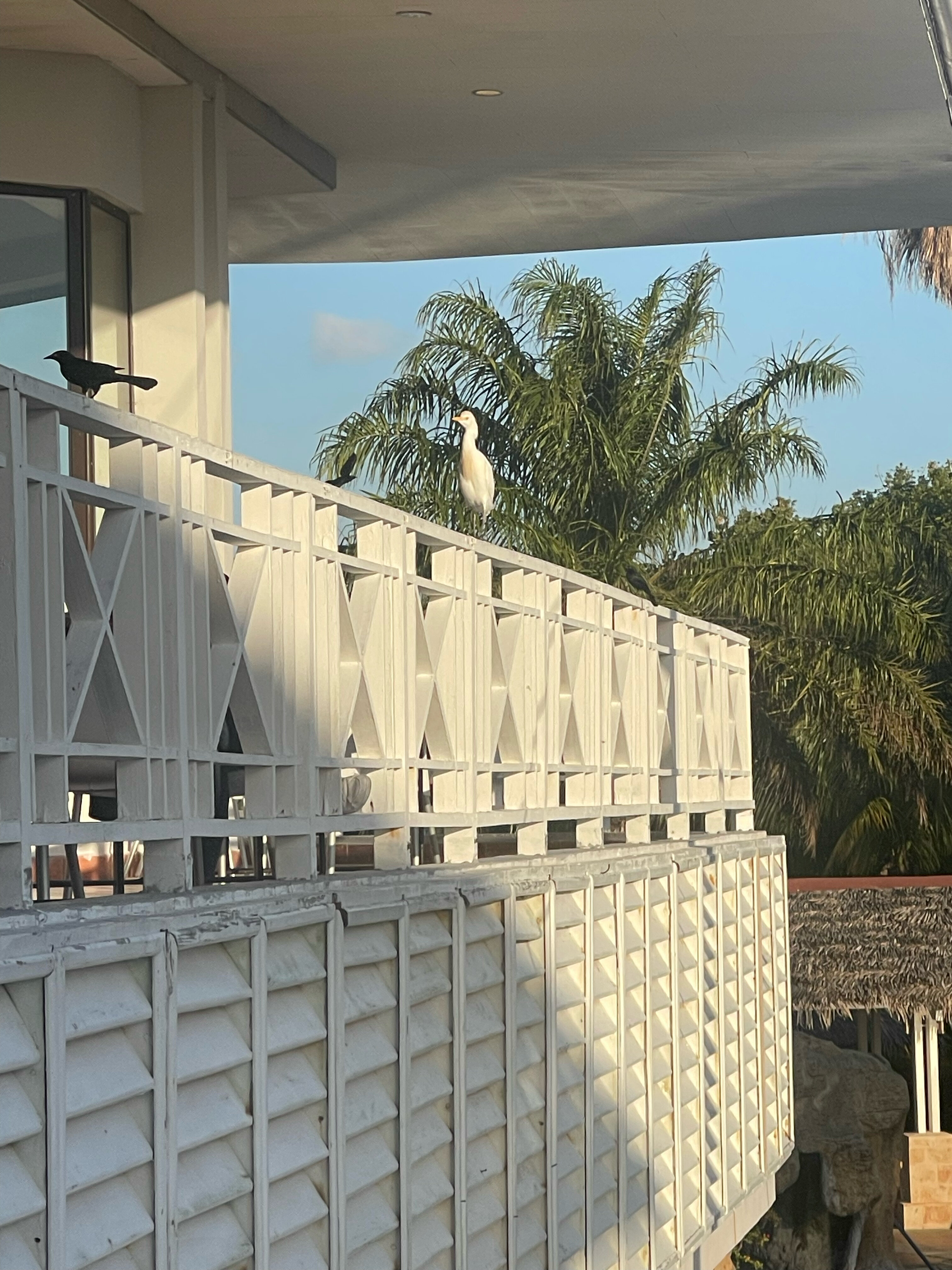 Фото Royalton Hicacos