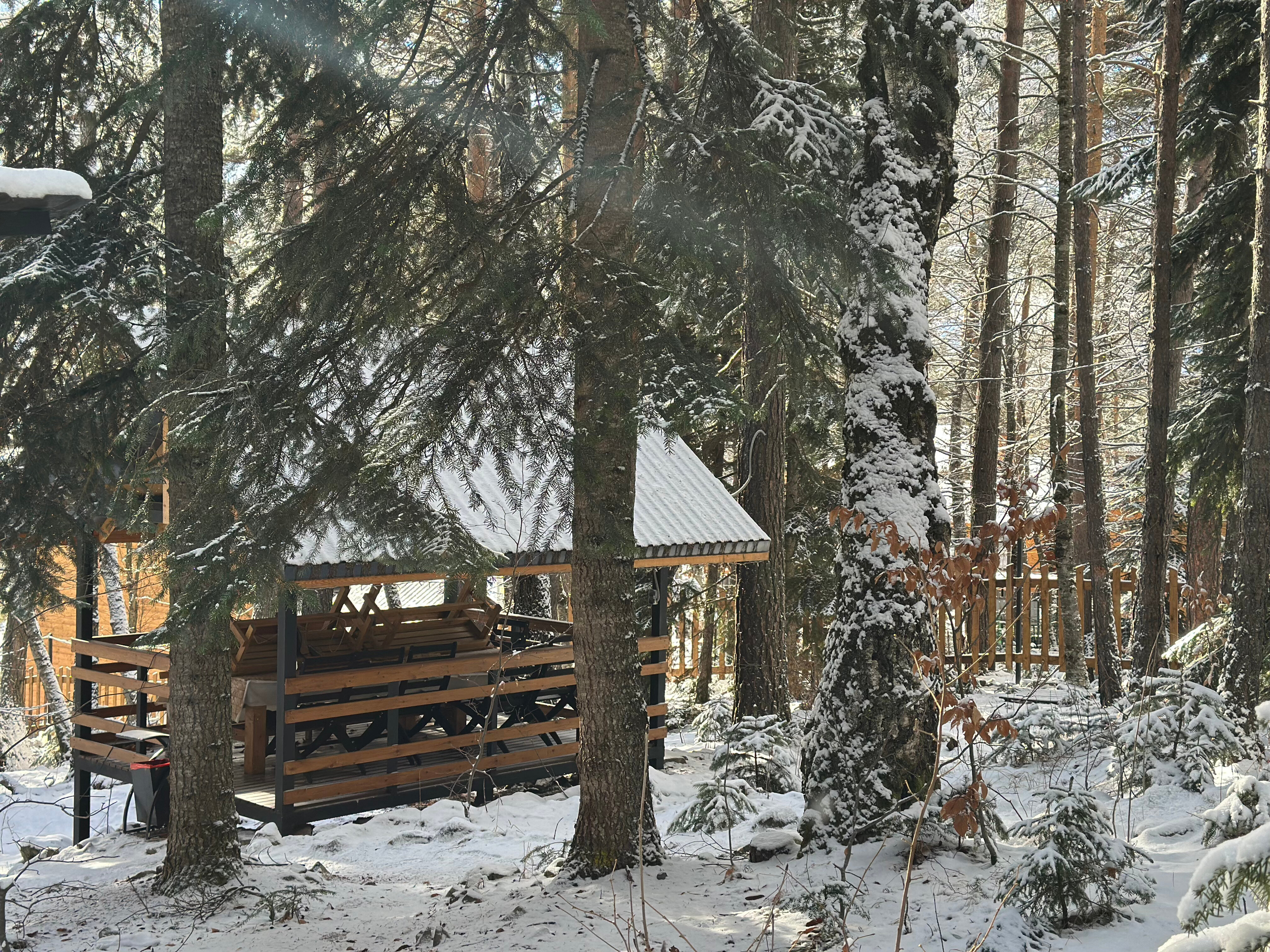 Фото Дух леса