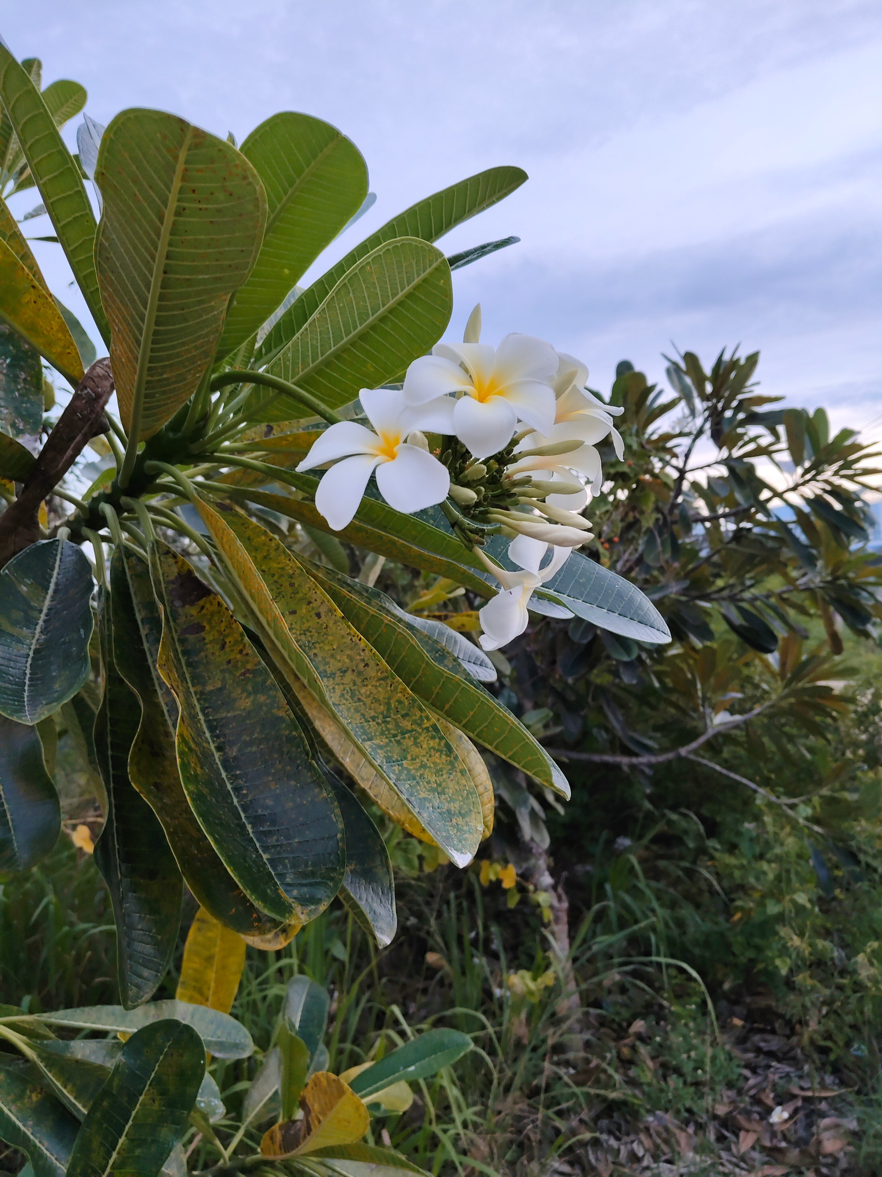 Фото Olive Tree Hotel