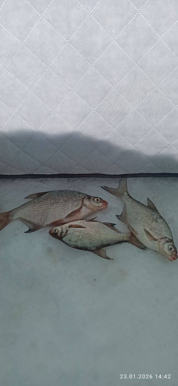 Фото Лаванда