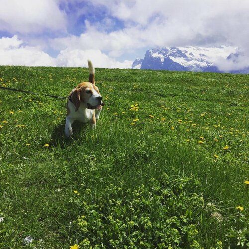 Гостиница Hotel Alpenruhe - Vintage Design Hotel в Венгене