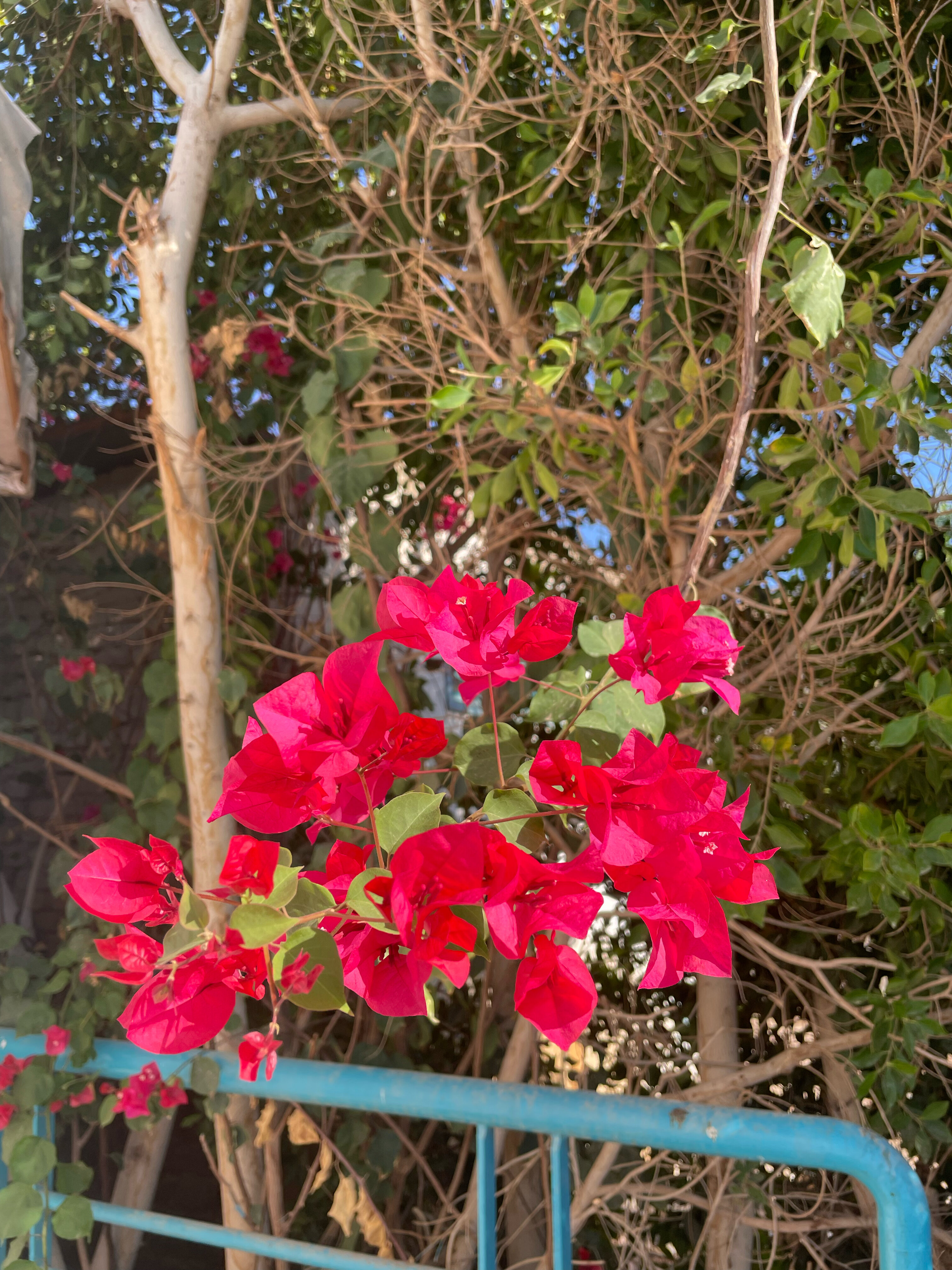 Фото Sharm Cliff Resort