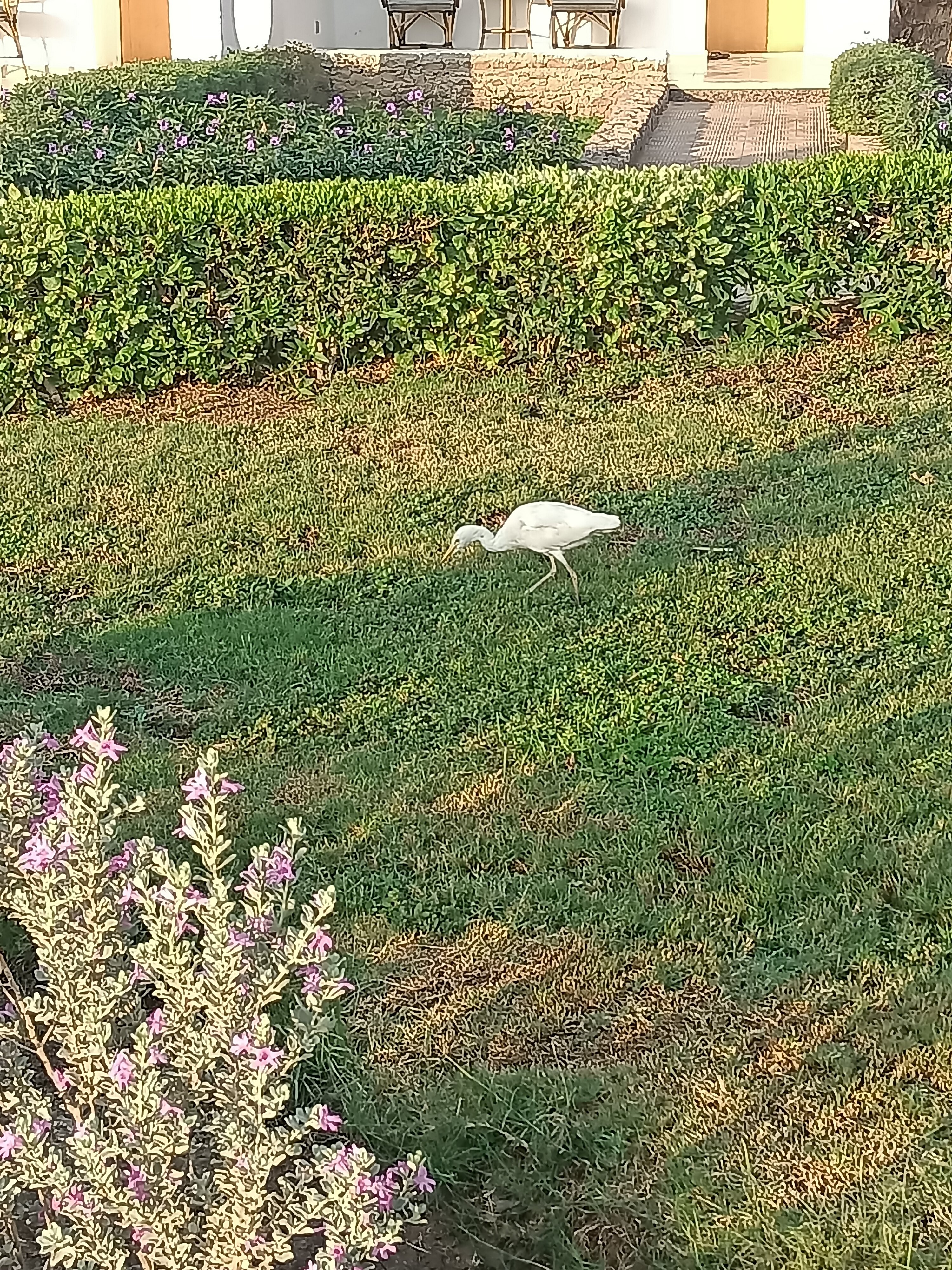 Фото Менавиль Резорт