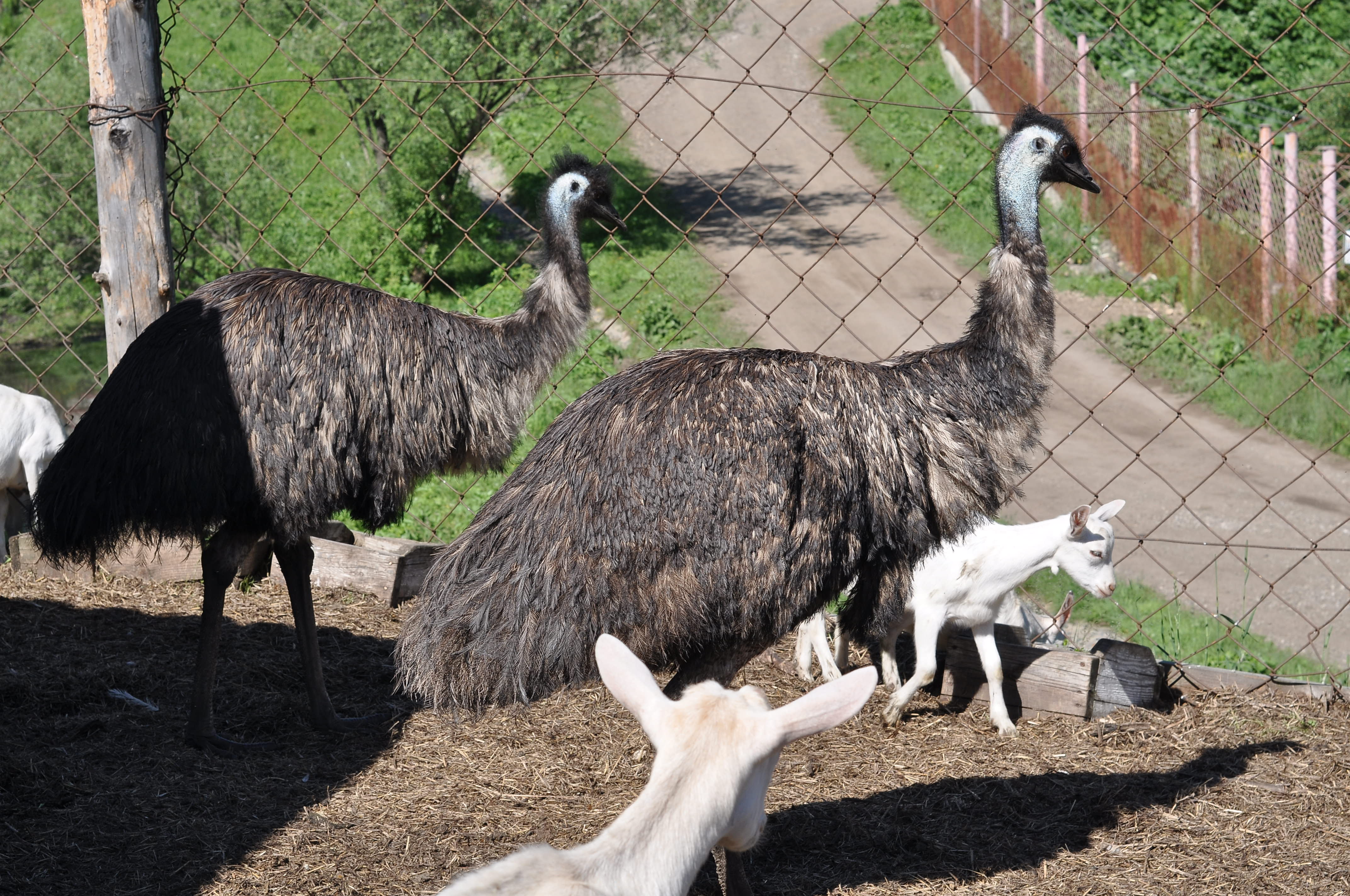 Фото Гостевой дом Басаргино