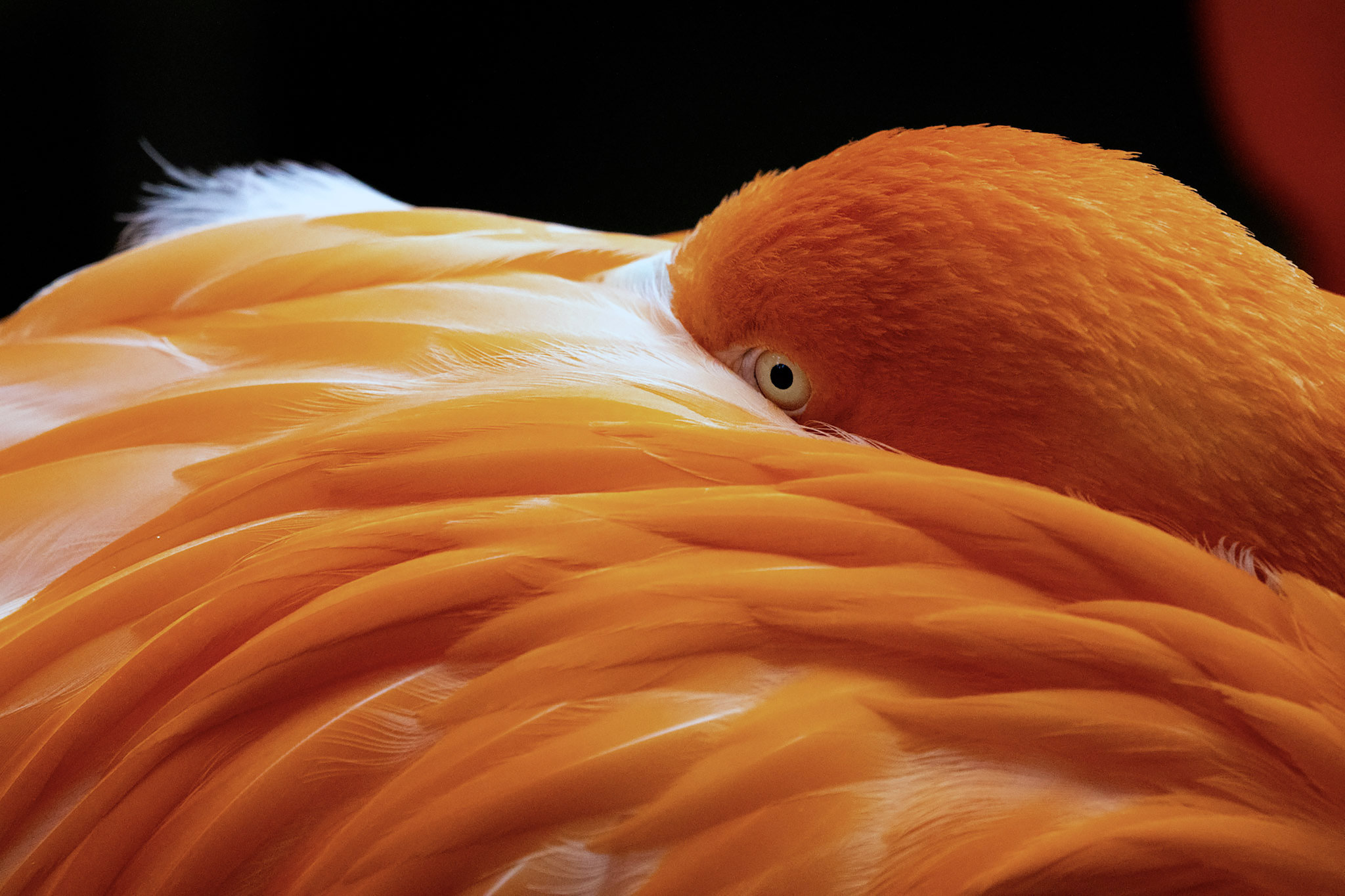 Фото Crowne Plaza Dallas Downtown