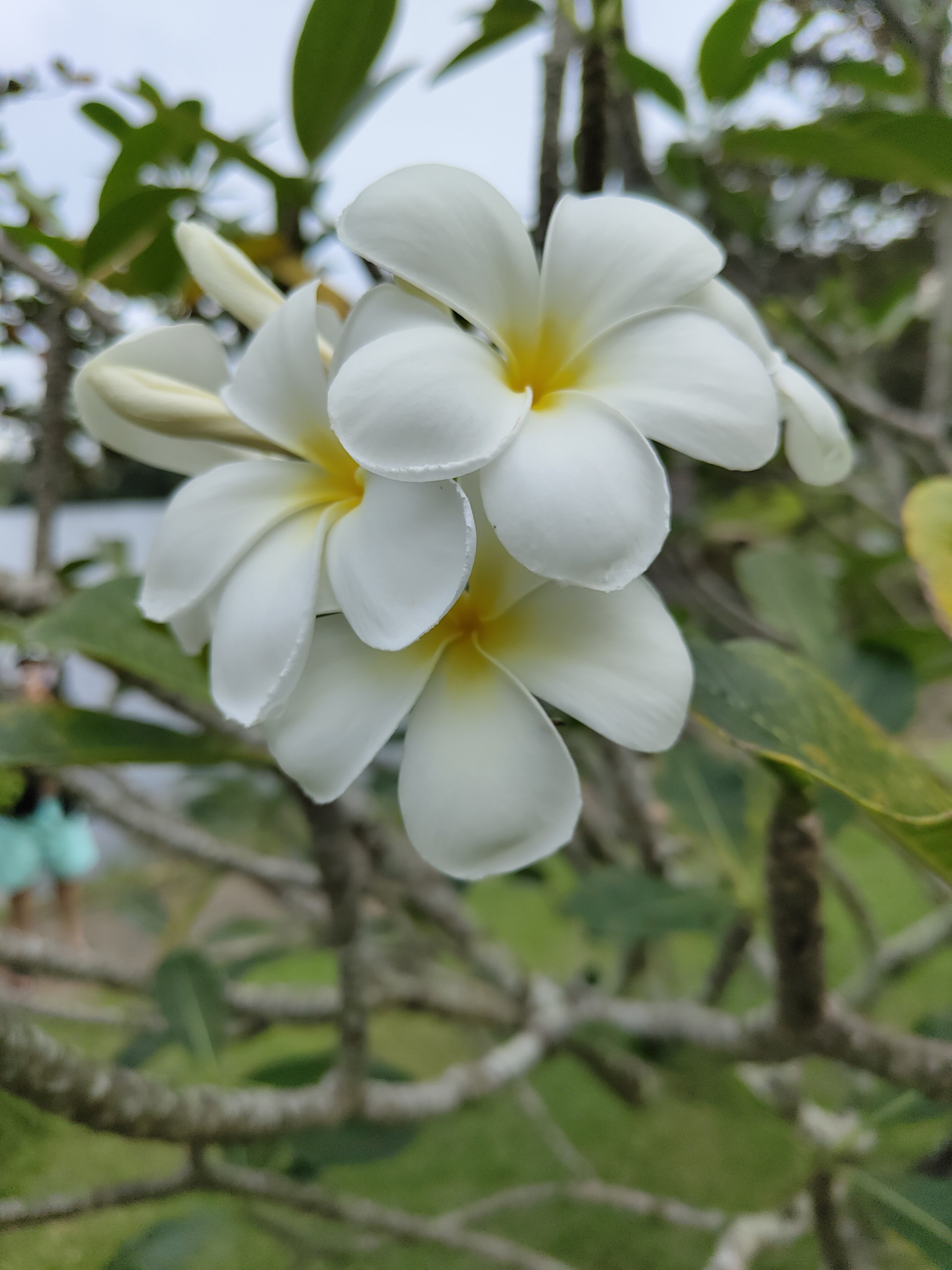 Фото Sunwing Bangtao Beach