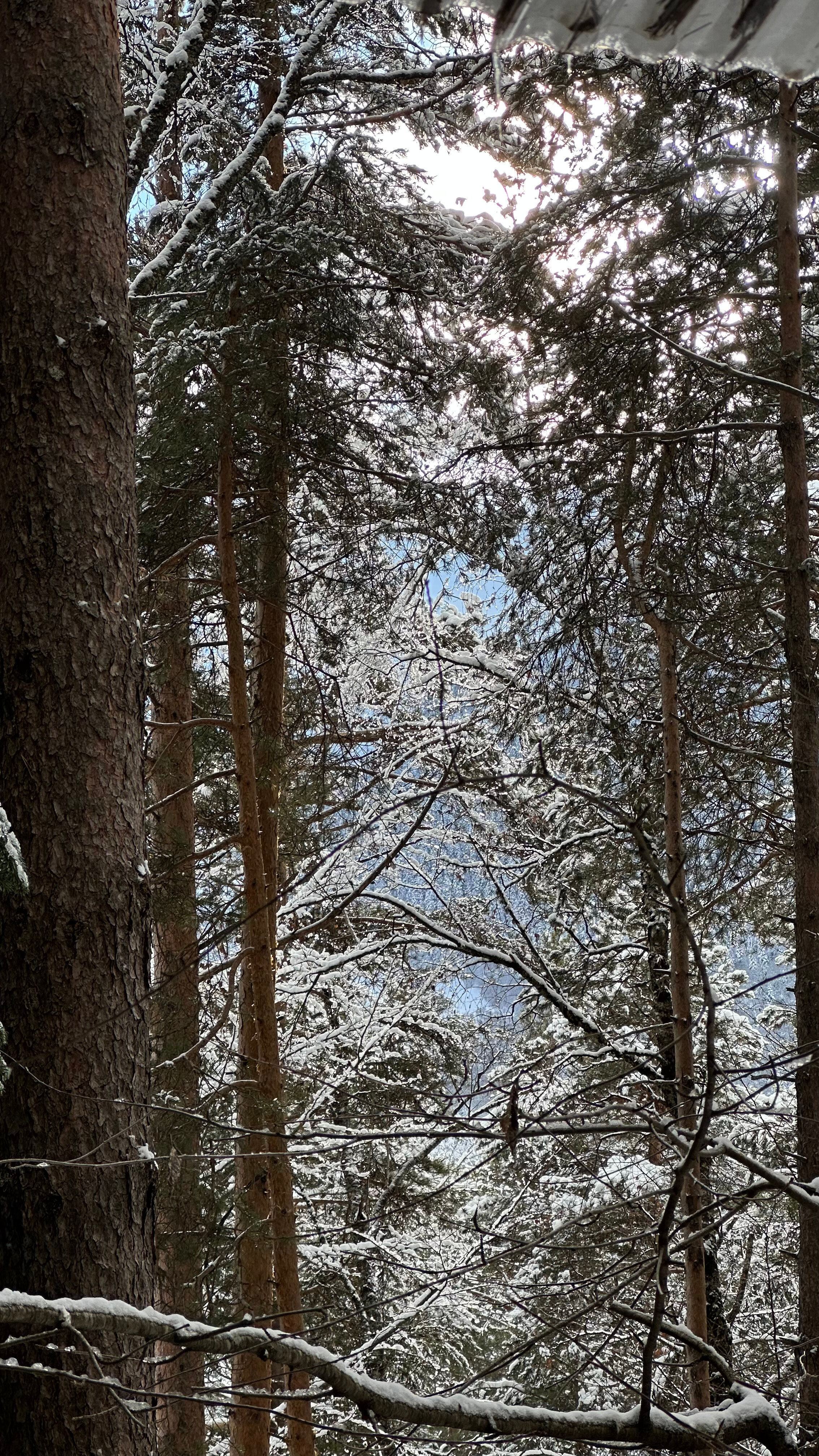 Фото Дух леса