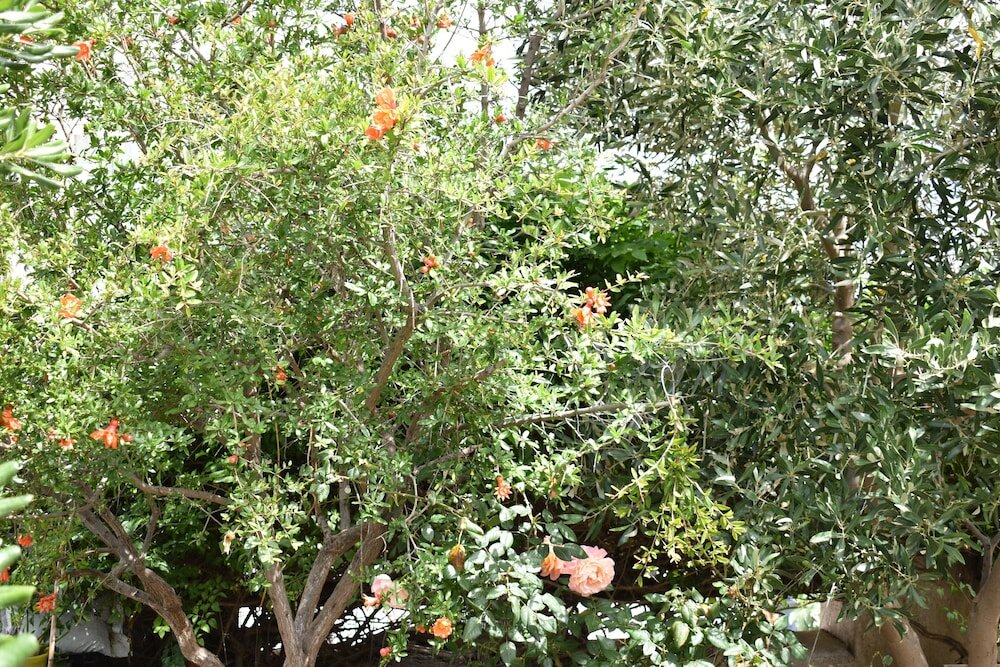 Фото Andriani'S Guest House