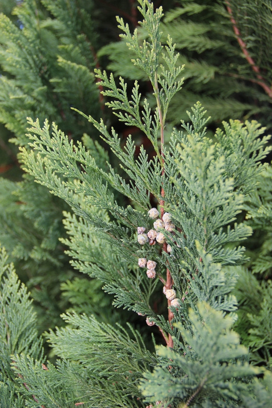 Фото Вилла Северин