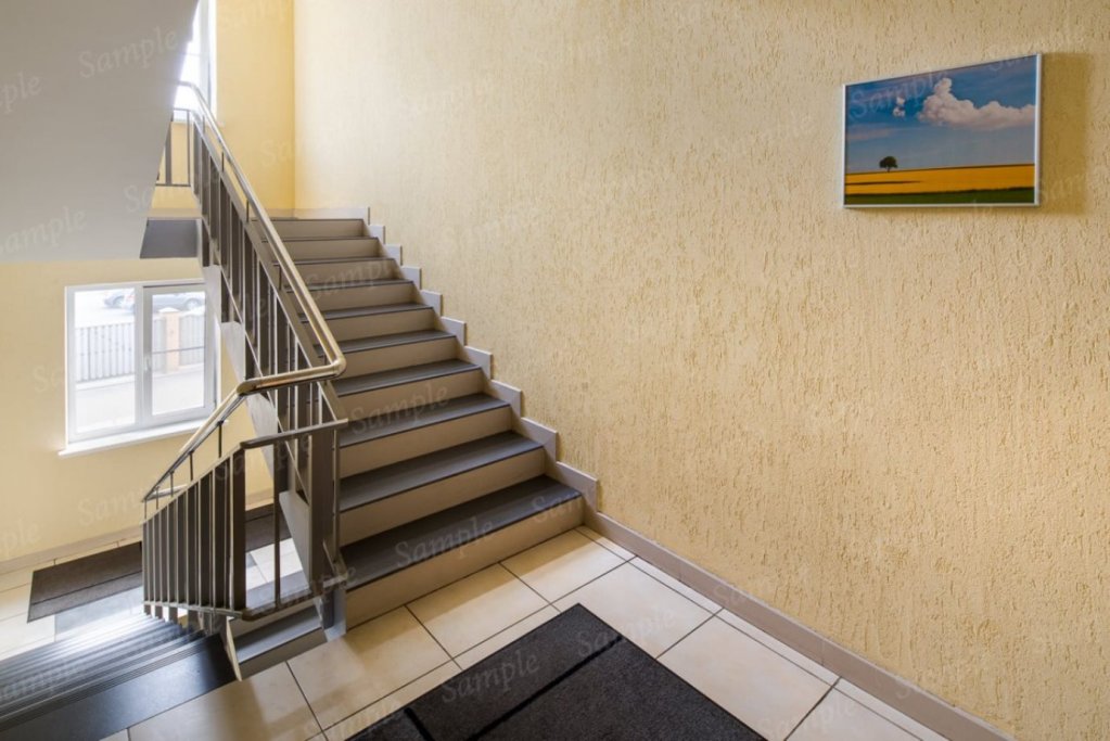 Фото Подсолнух