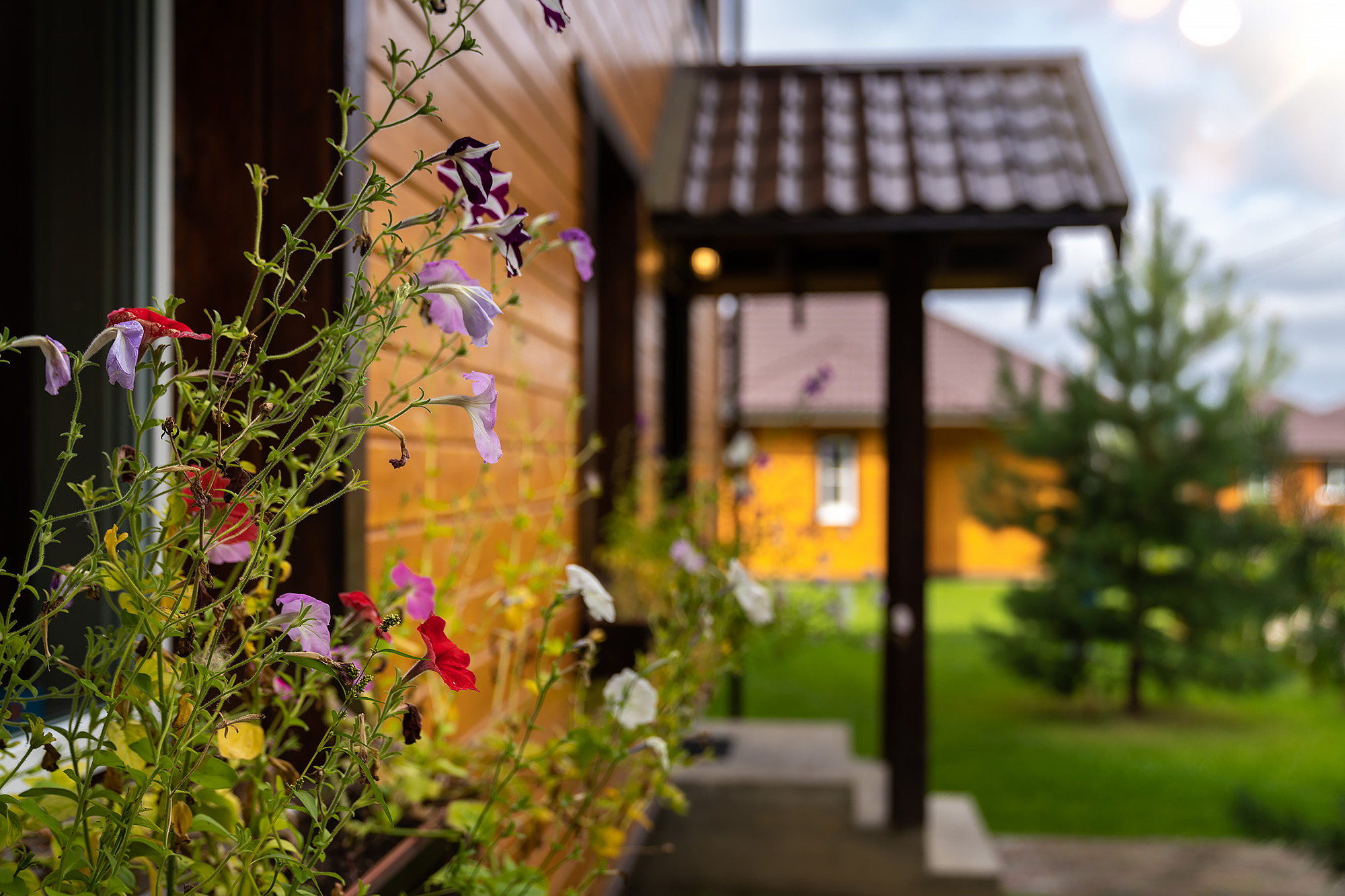 Фото Лесные поляны