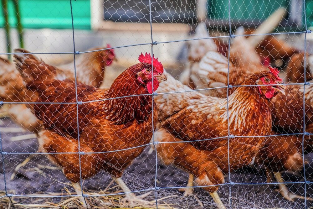 Фото Sala Phuket Mai Khao Beach Resort