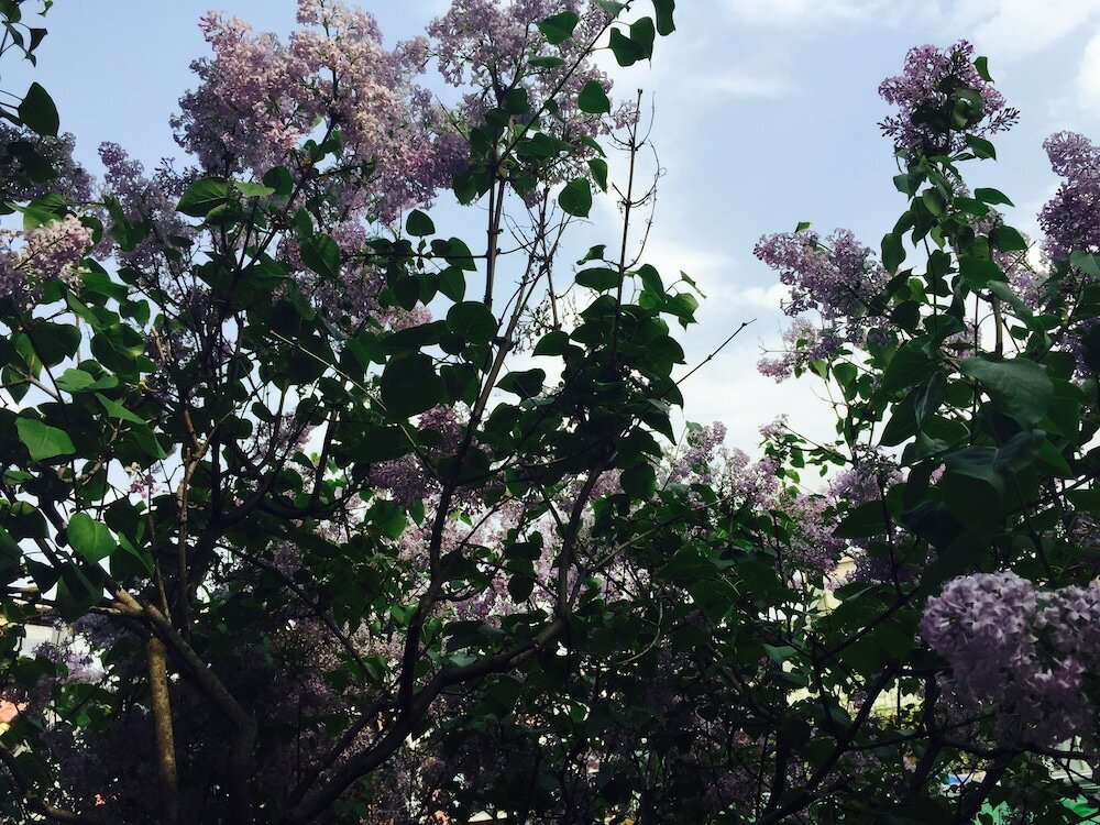 Фото IHouse ChinChin