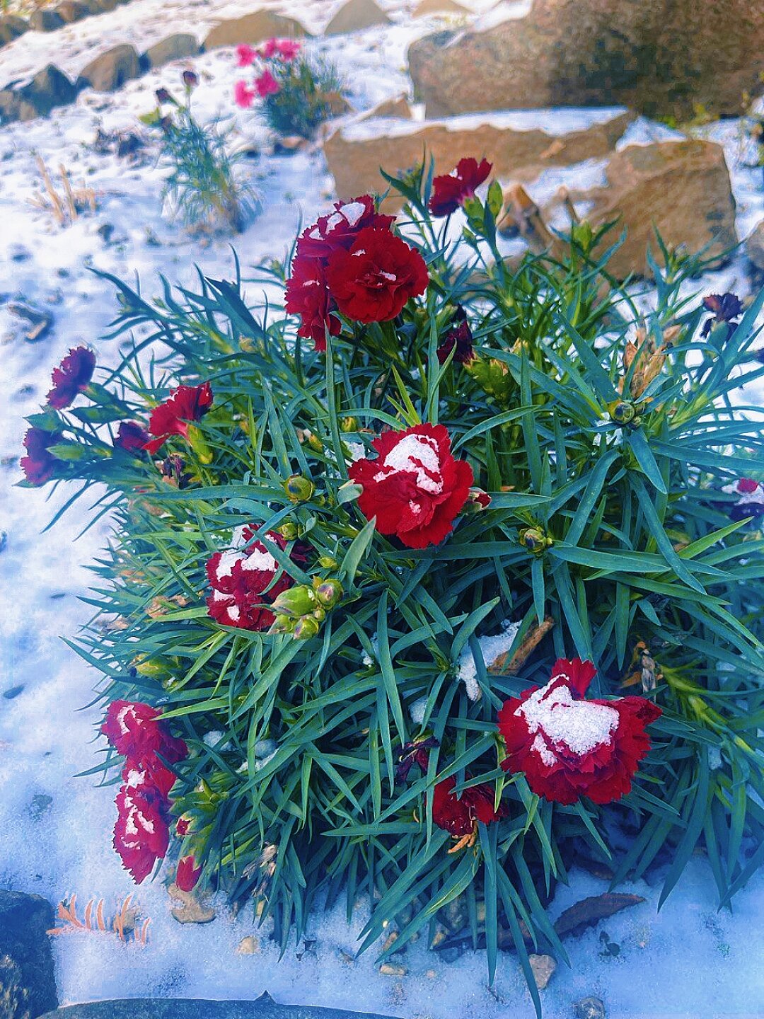 Фото Ласточка